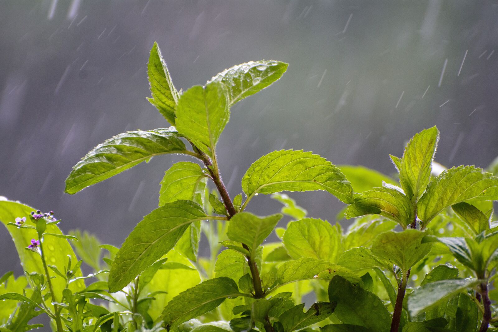 Nikon D7100 sample photo. Rain, drop of water photography