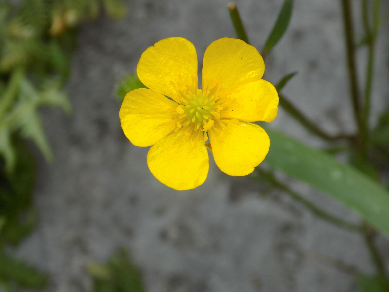 Nikon COOLPIX L340 sample photo. Flower, nature, spring photography