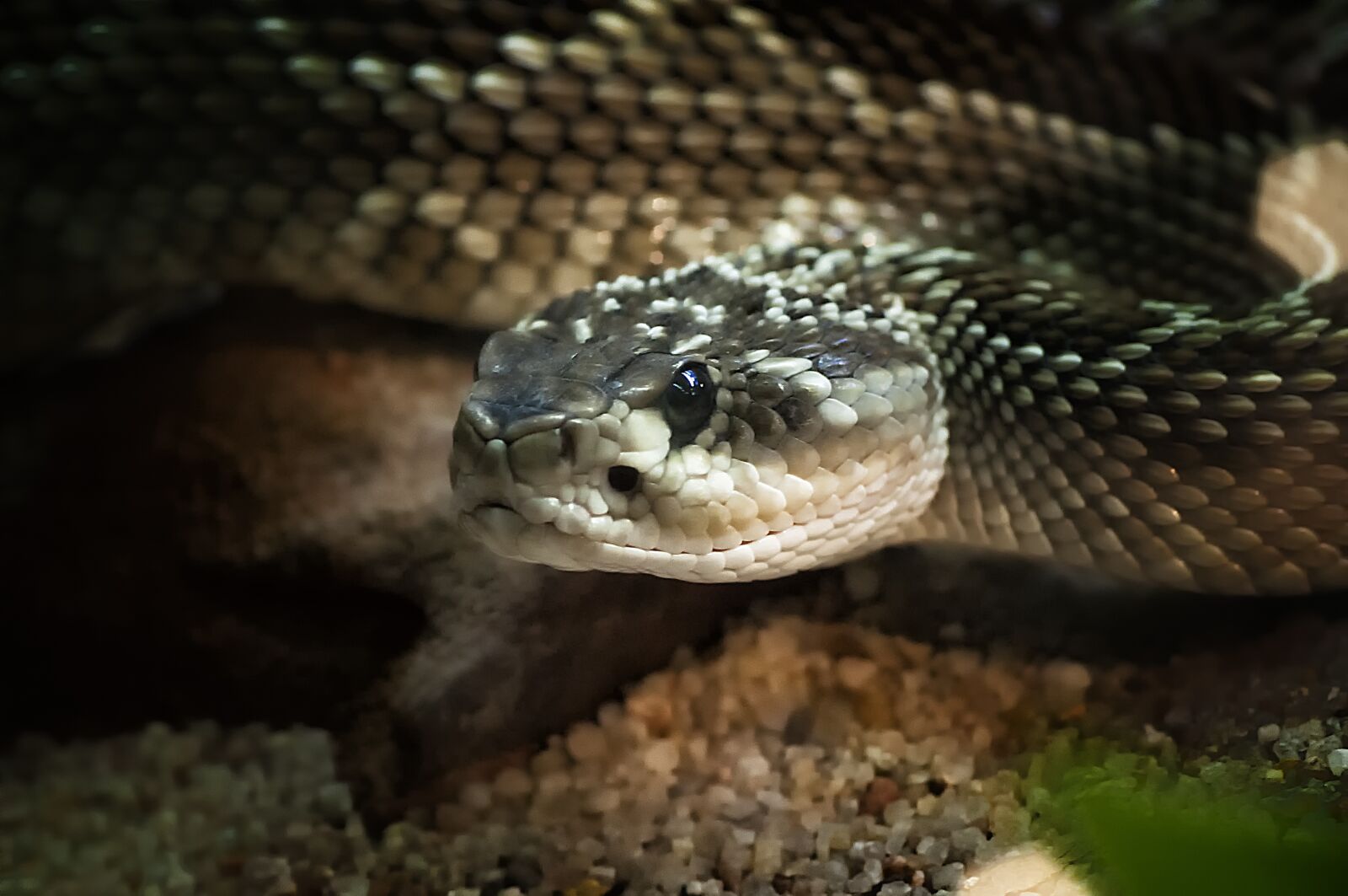 Nikon D90 sample photo. Reptile, snake, poisonous photography