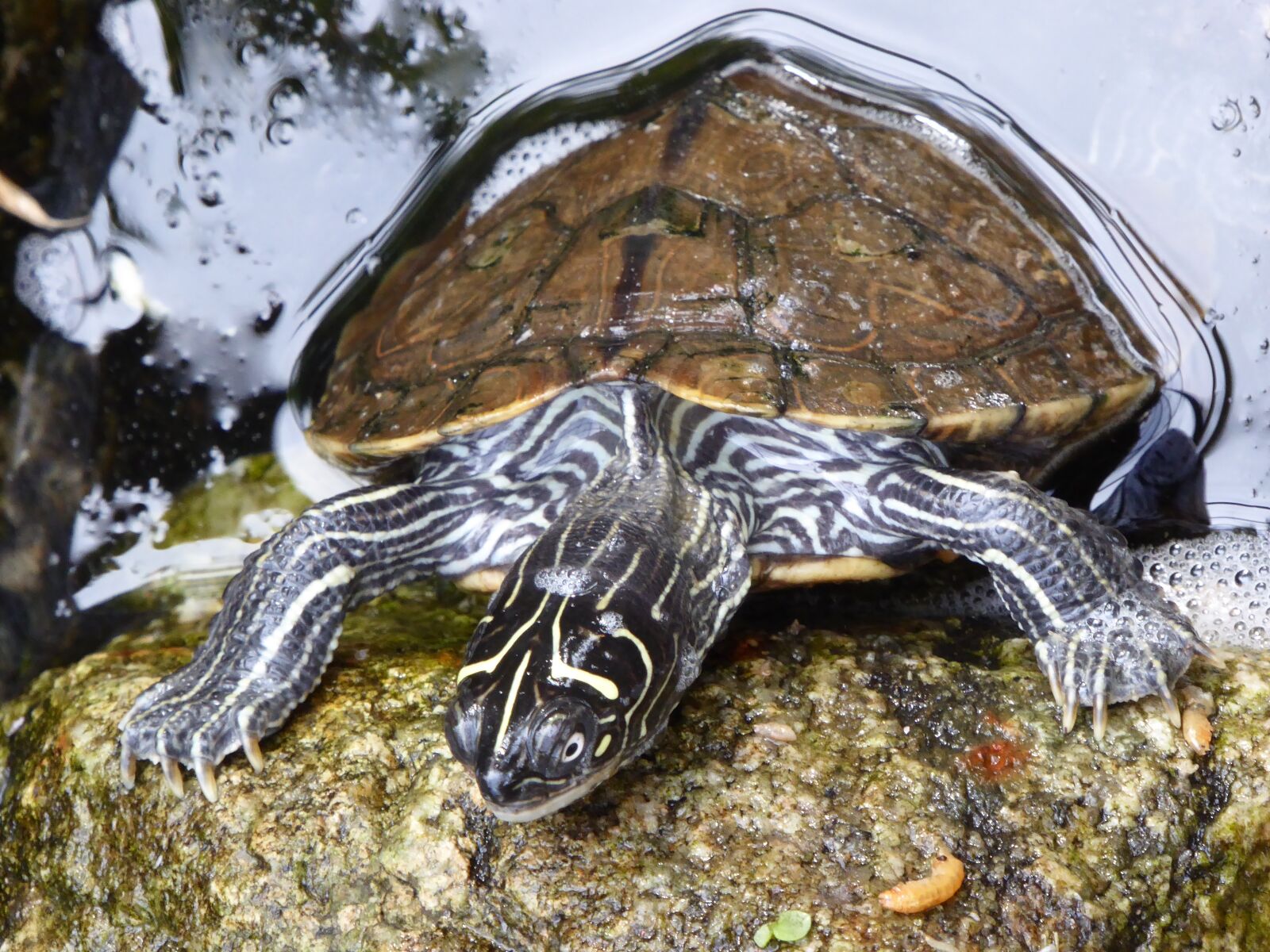 Panasonic DMC-TZ61 sample photo. Water turtle, water surface photography