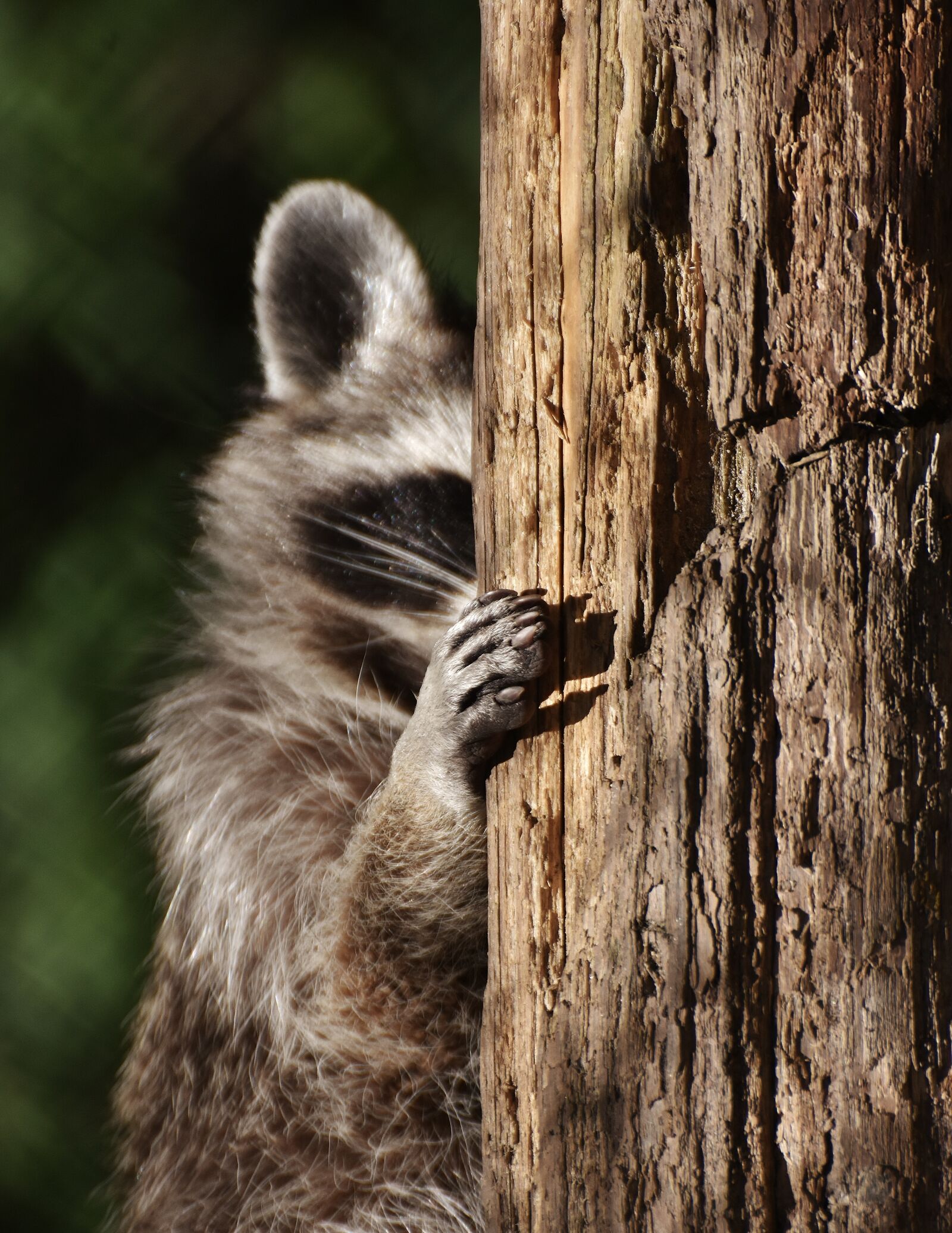 Nikon D7200 sample photo. Raccoon, hide, funny photography