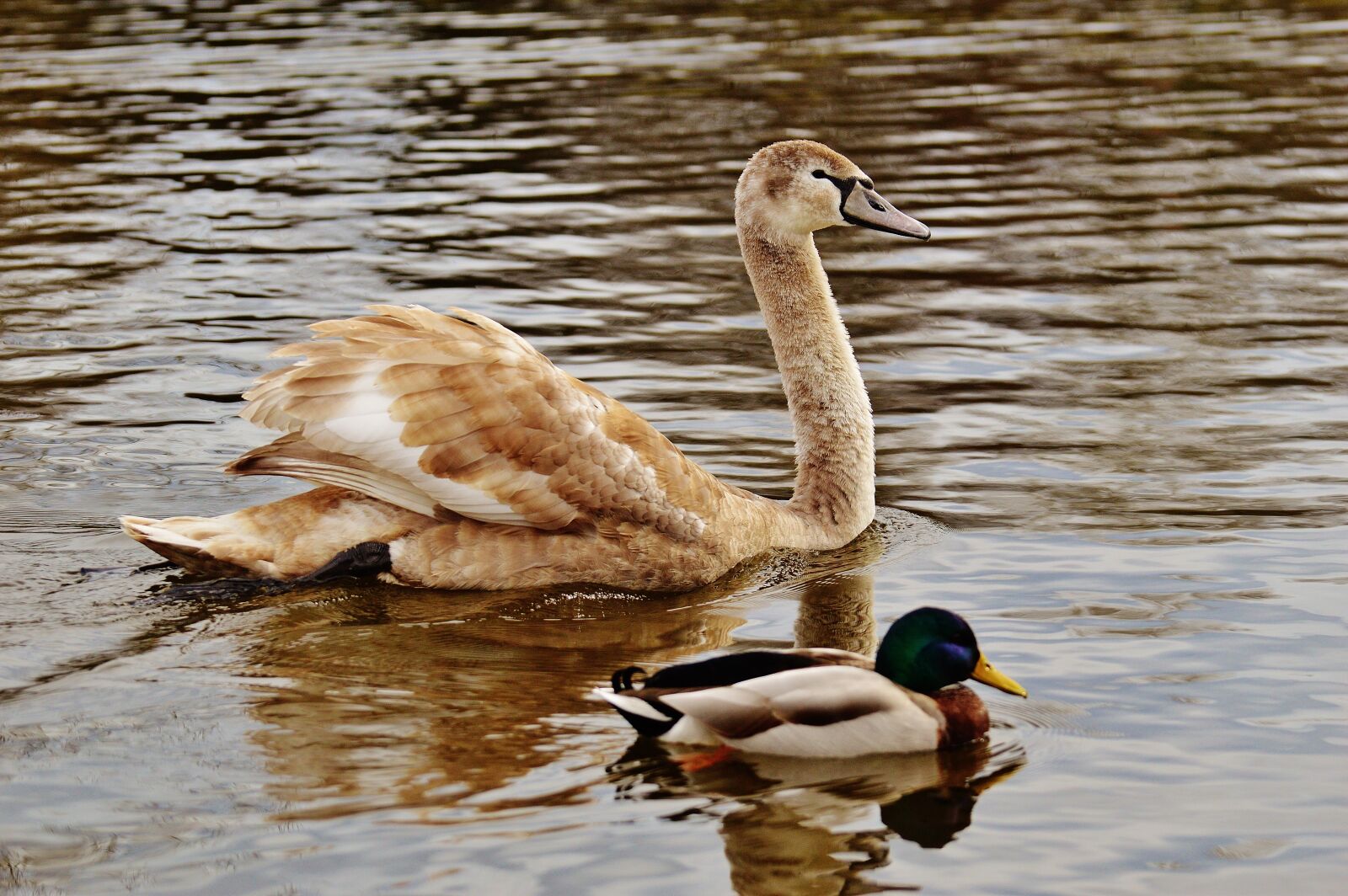 Nikon D3200 sample photo. Swan, water bird, animal photography