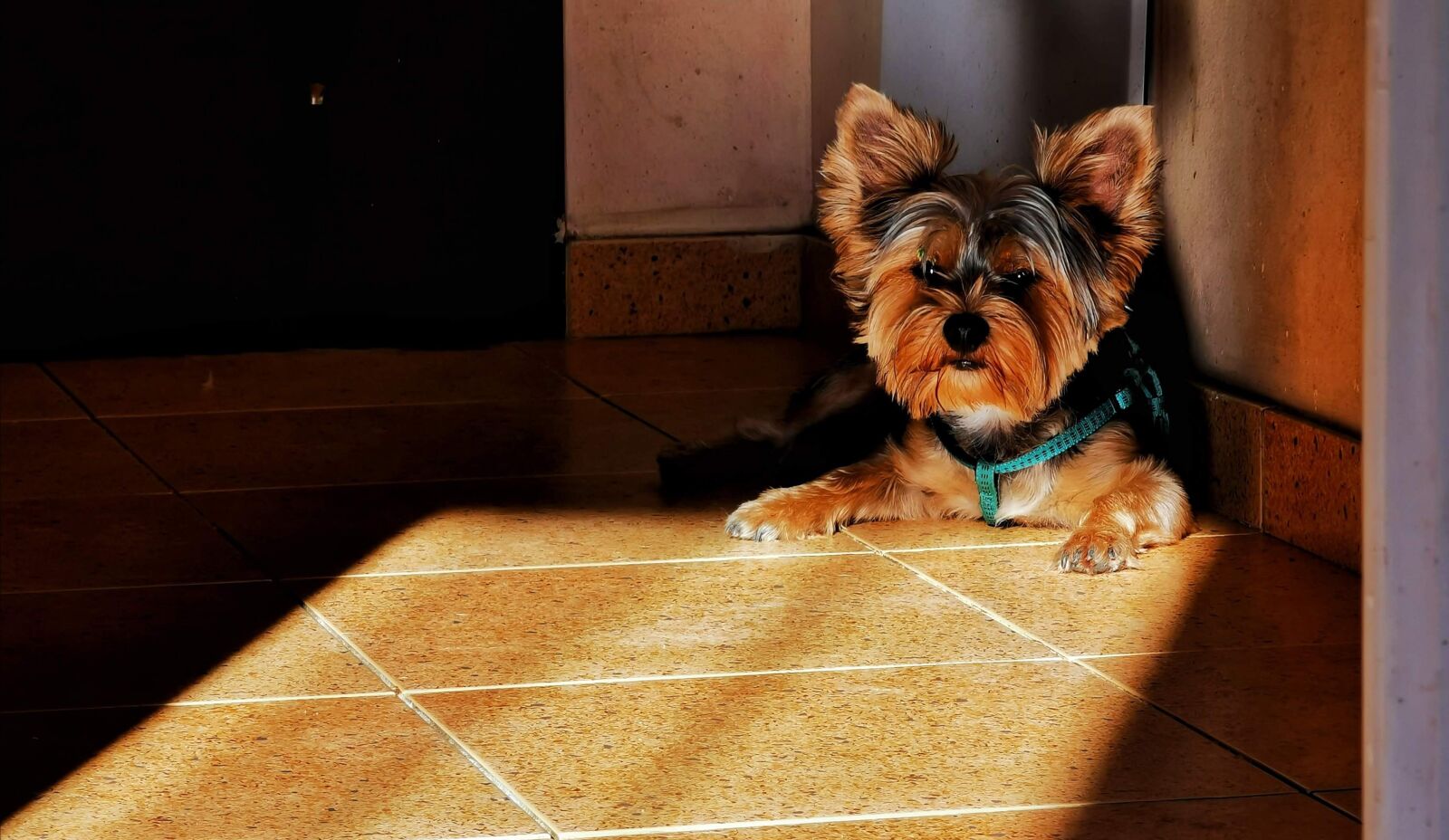 HUAWEI P30 Pro sample photo. Puppy, pet, animal photography