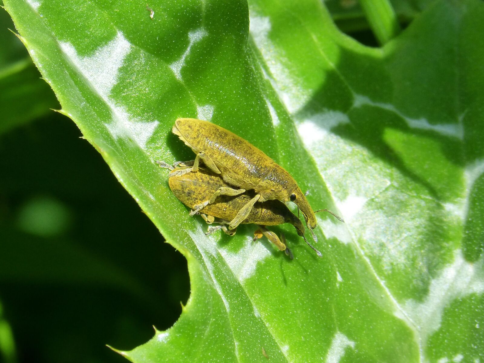 Panasonic DMC-FZ62 sample photo. Weevils of the mauves photography
