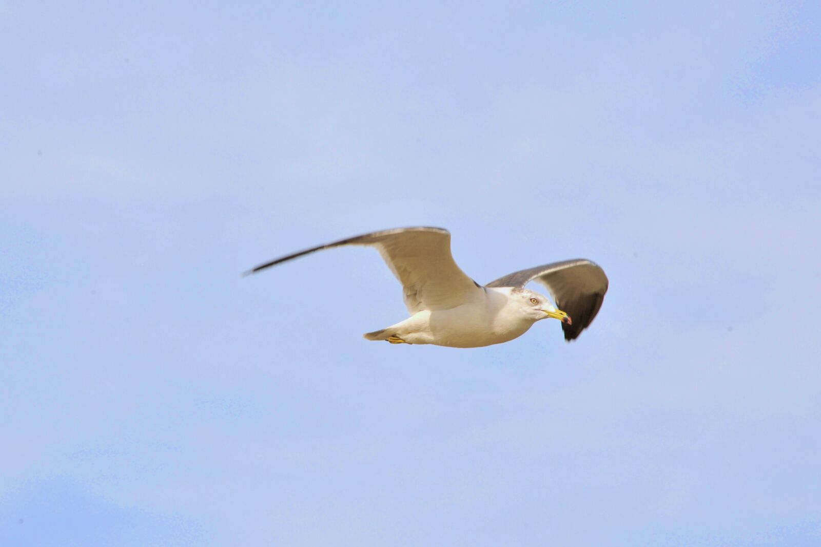 Nikon D700 sample photo. New, seagull, wing photography