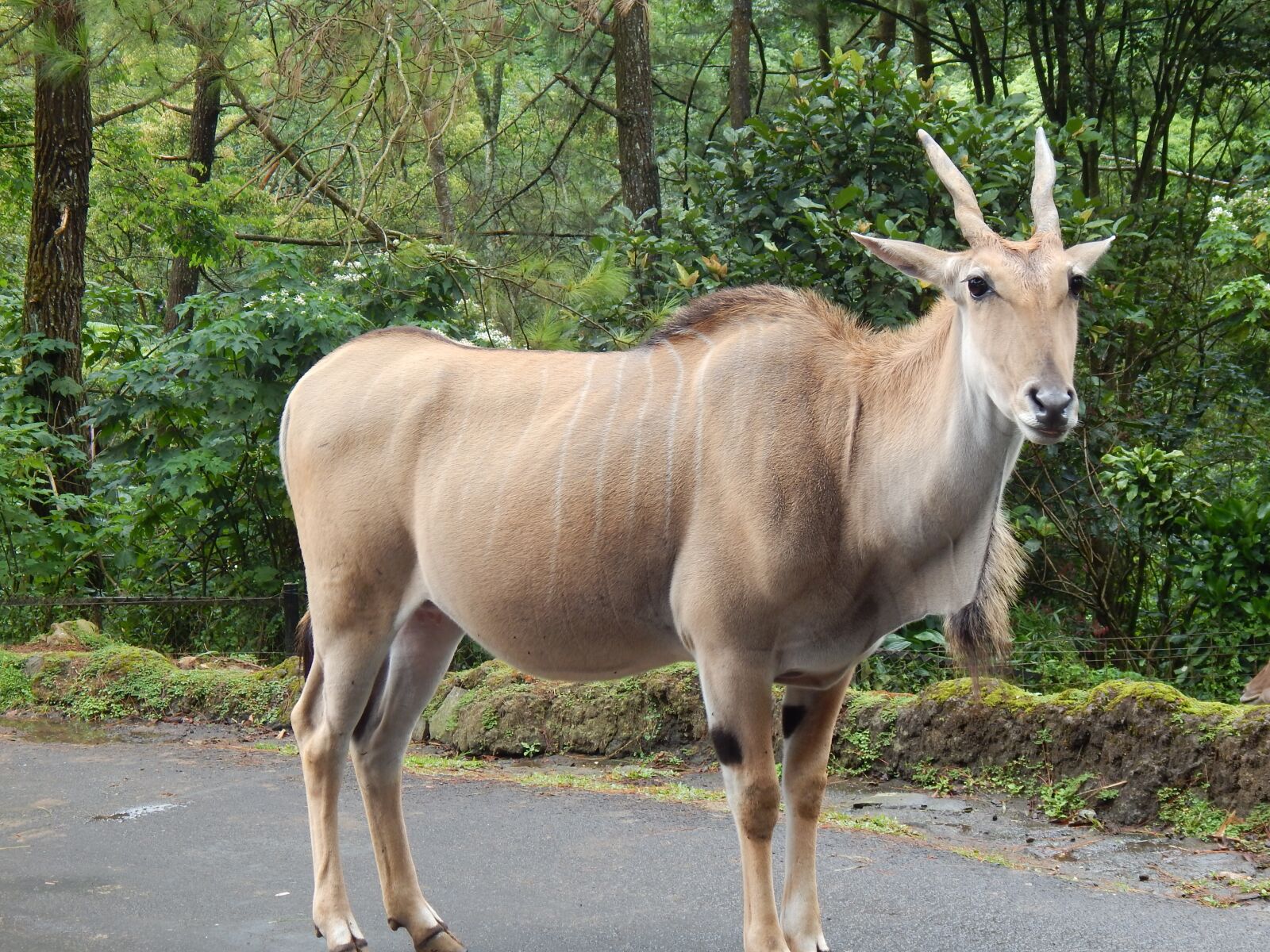 Nikon Coolpix L830 sample photo. Wild, animal, life photography