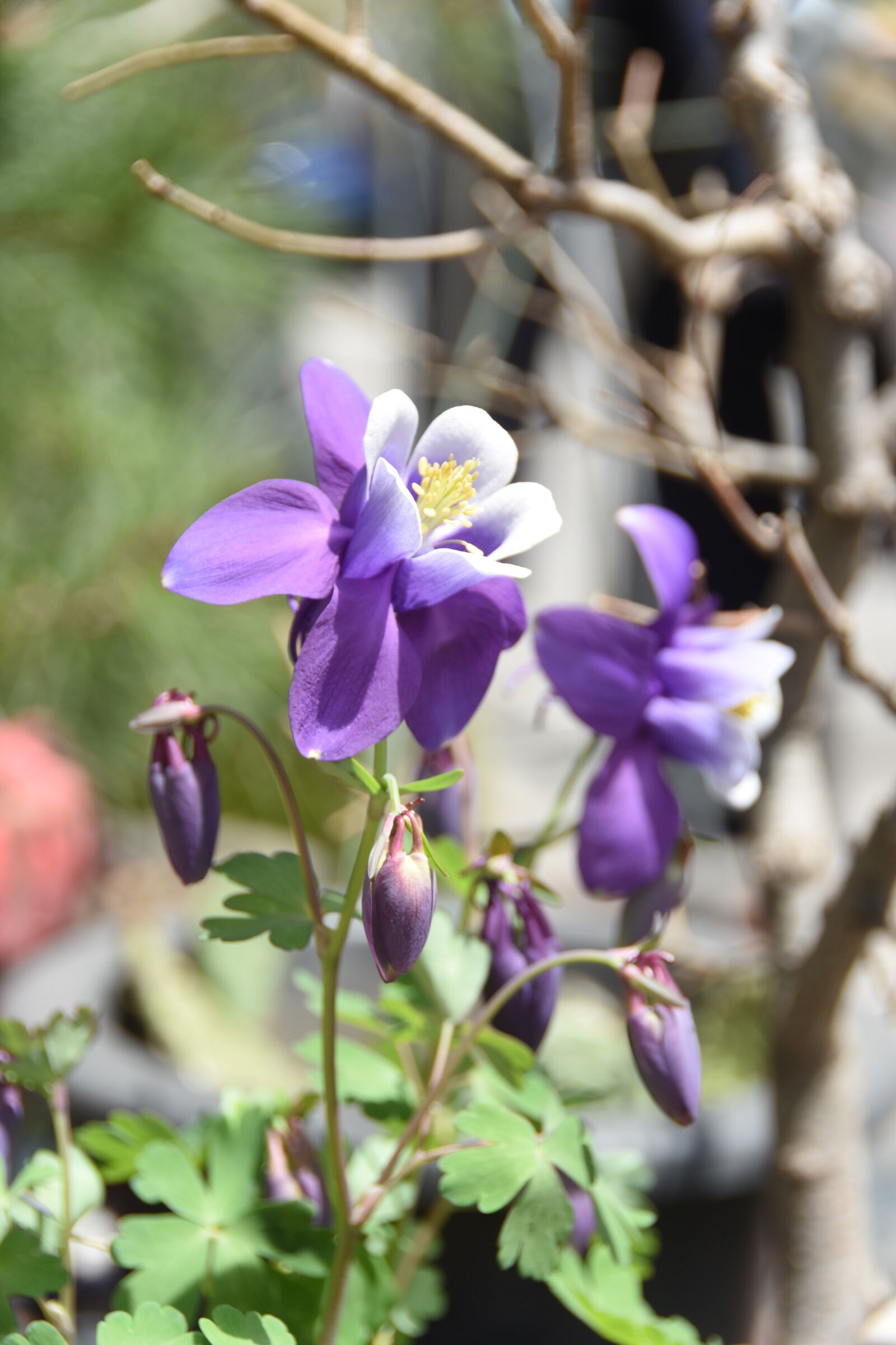 Nikon D7200 sample photo. Wildflower, behold, spring photography