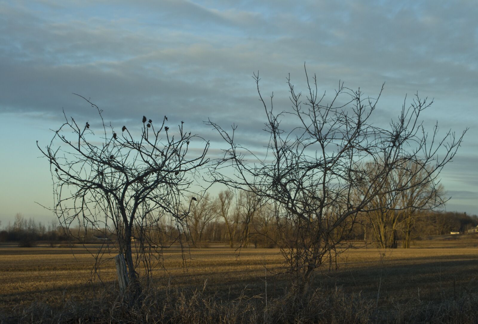 Nikon D3100 sample photo. Country, rural, nature photography