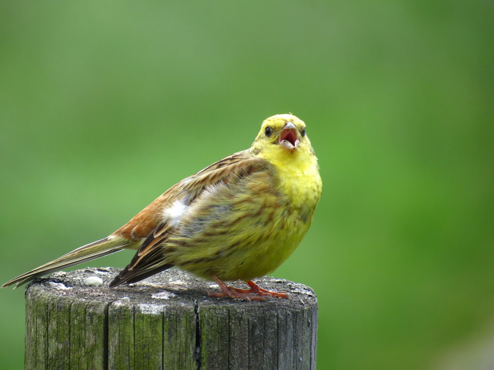 Canon PowerShot SX40 HS sample photo. Bird, singing, goldammer photography