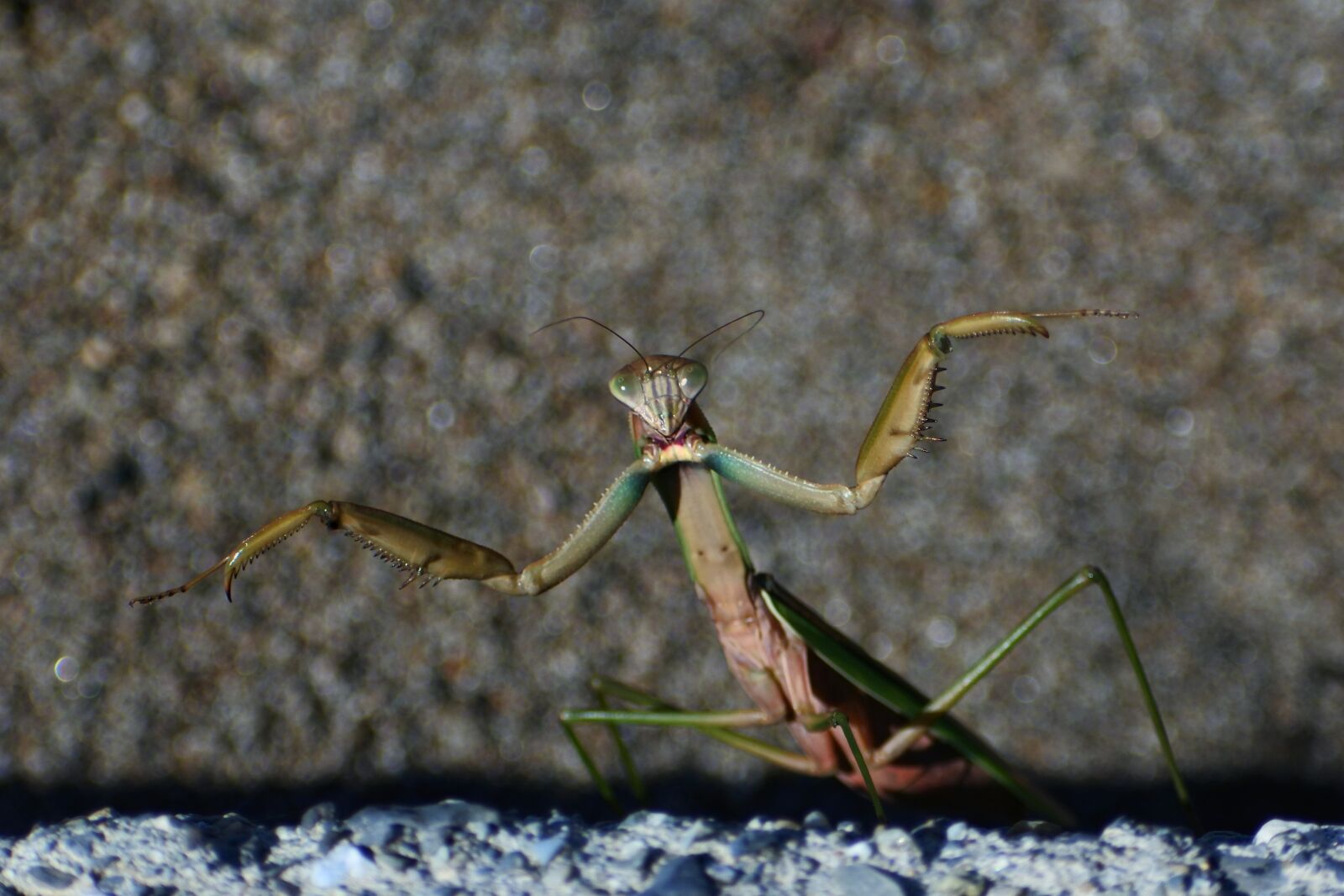 VR 70-300mm f/4.5-6.3G sample photo. Natural, landscape, insect photography