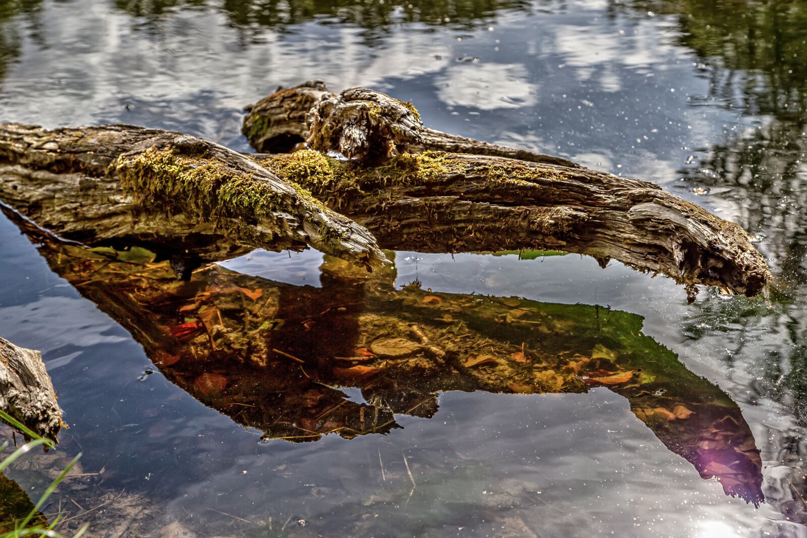 Canon EOS 6D + Canon EF 24-105mm F4L IS USM sample photo. Root, lake, reflection photography