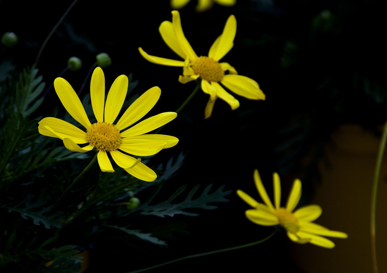Pentax K-30 sample photo. Flower, nature, plant photography