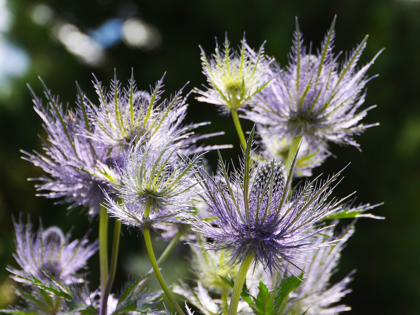 Panasonic Lumix DMC-GH3 sample photo. Alpine thistle, inflorescence, mountain photography