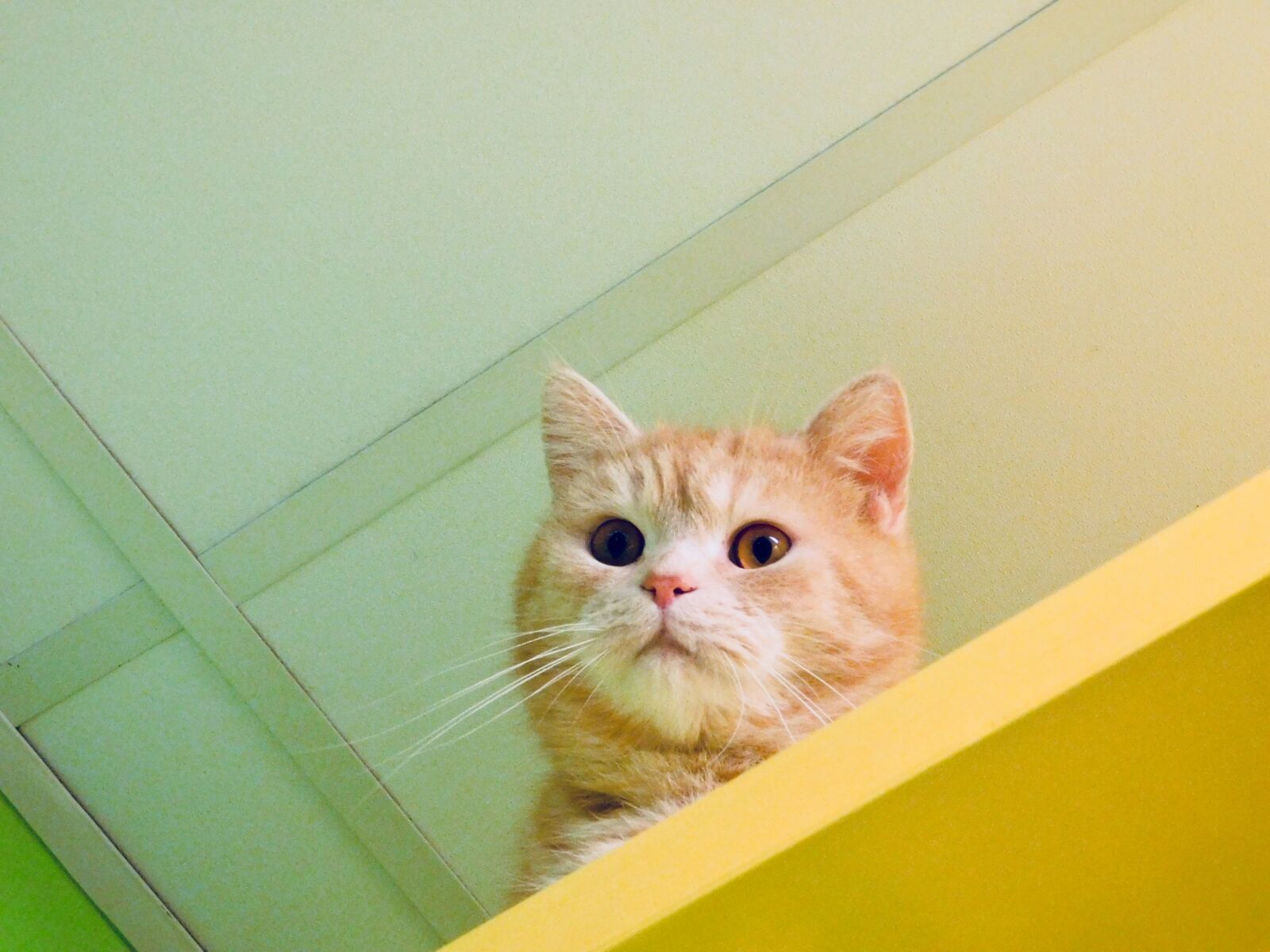 Nikon Coolpix B500 sample photo. Animal, cats, concentration, cute photography