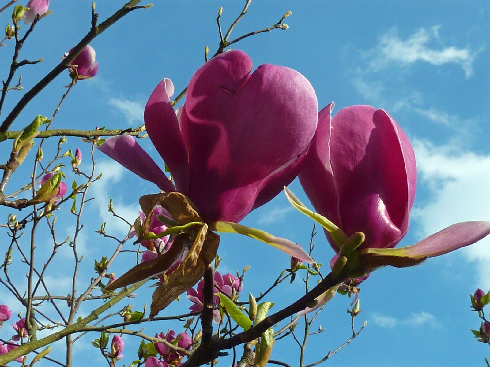 Panasonic DMC-TZ7 sample photo. Magnolia, magnolia blossom, nature photography