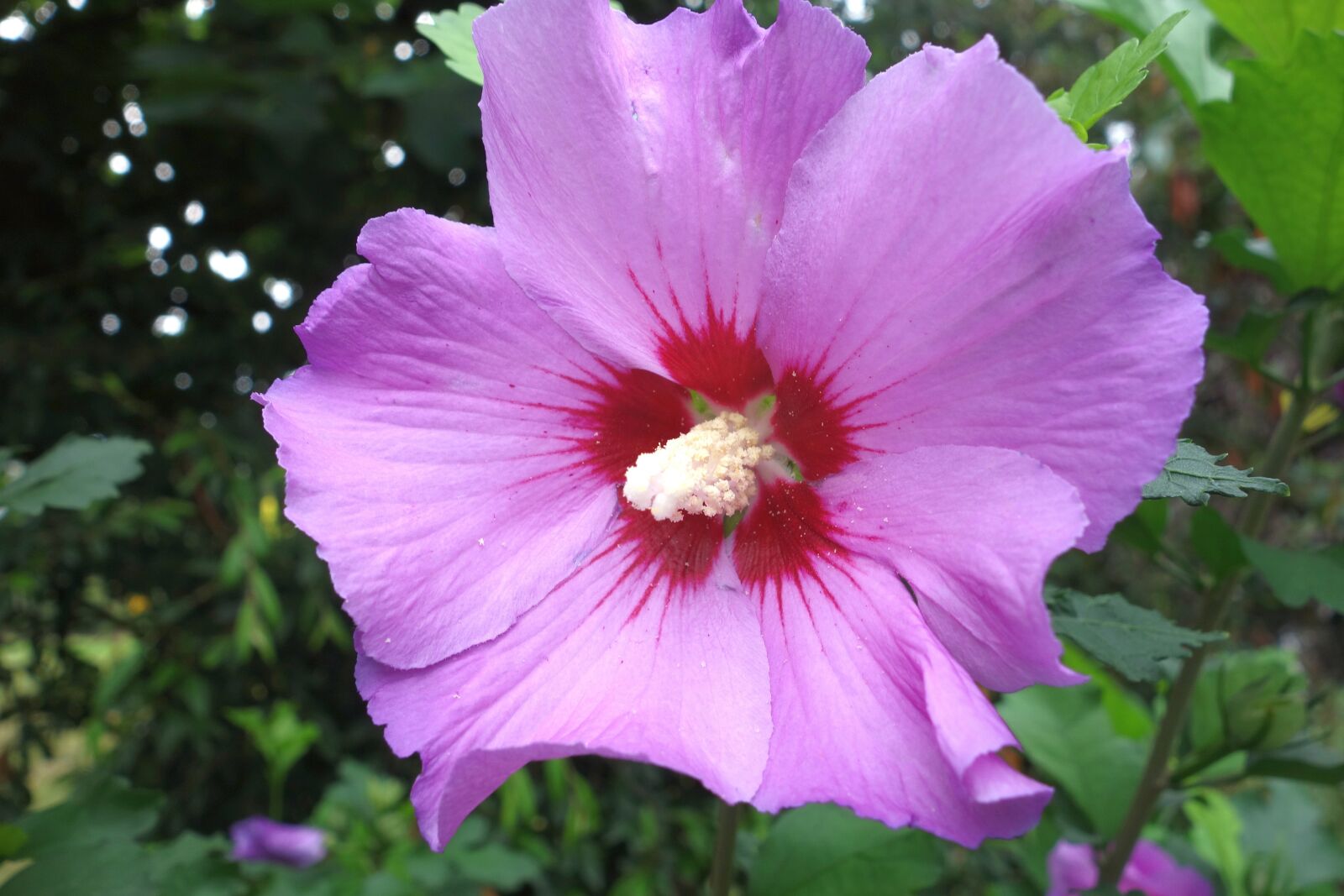 Sony Cyber-shot DSC-RX100 sample photo. Hibiscus, hibiscus syriacus, violet photography