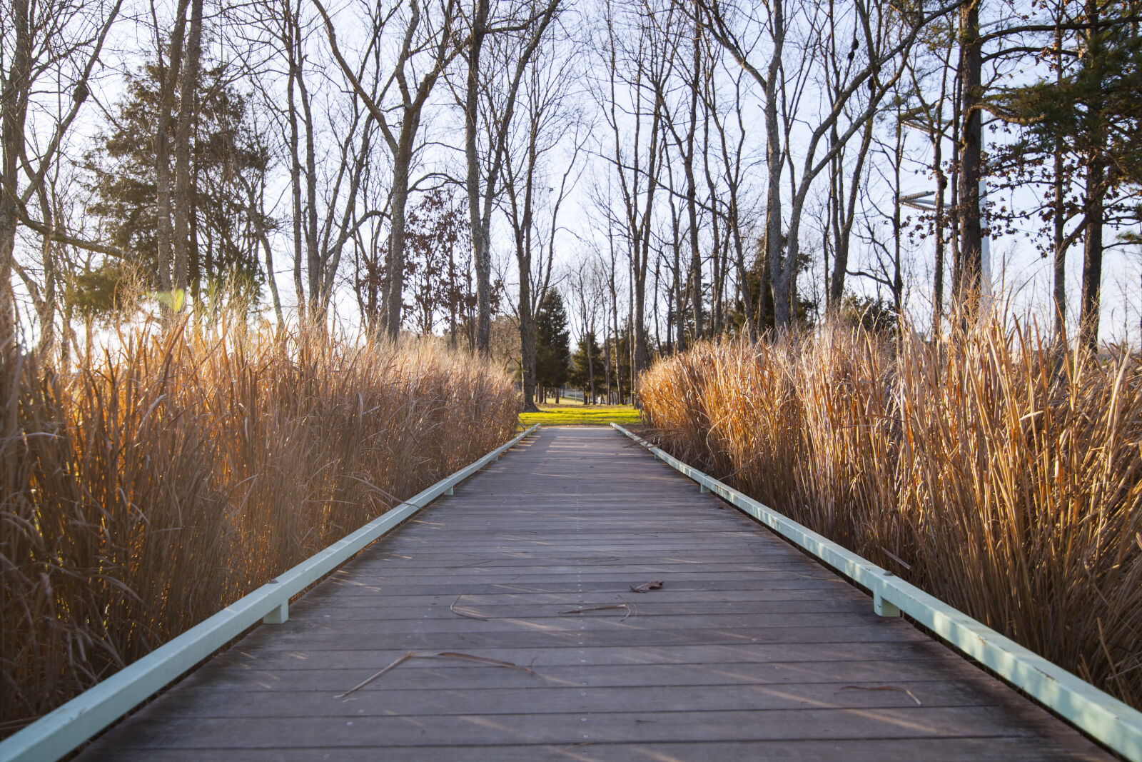 Canon EOS 5D Mark II sample photo. Dirt, road, amidst, trees photography
