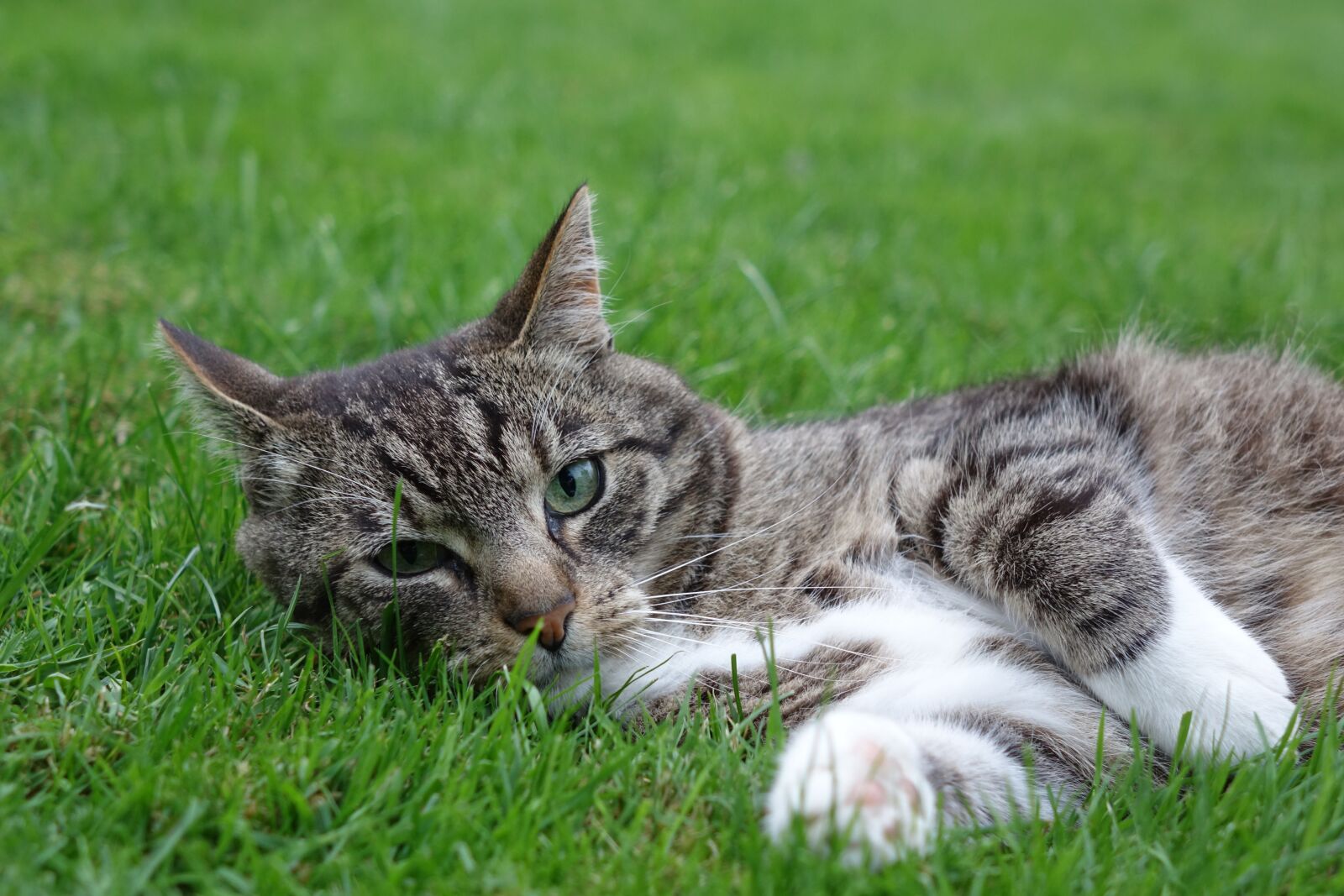 Sony Cyber-shot DSC-RX10 sample photo. Domestic cat, lying, meadow photography