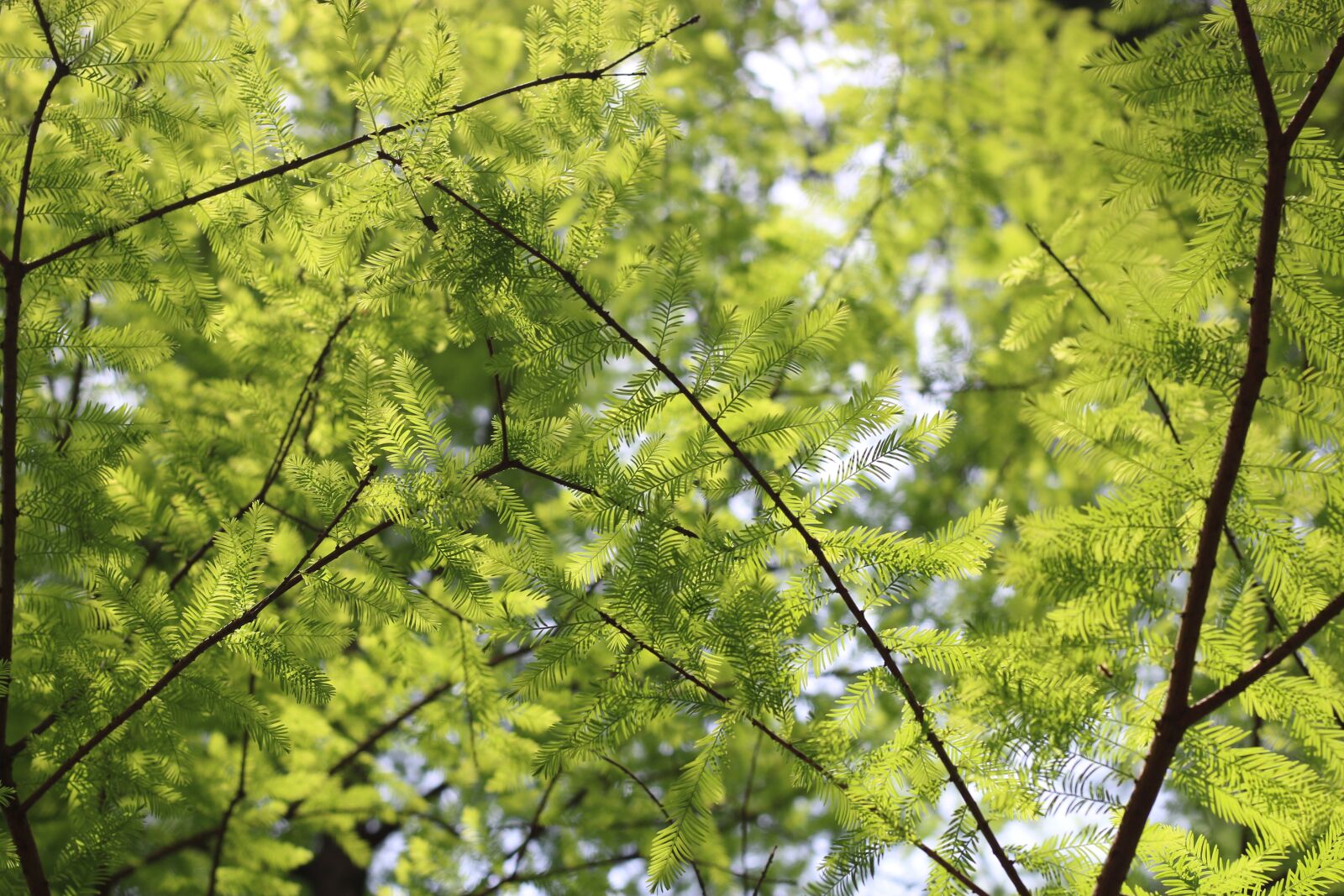 Canon EOS 70D + Canon EF 50mm F1.8 STM sample photo. Green, summer, leaf photography