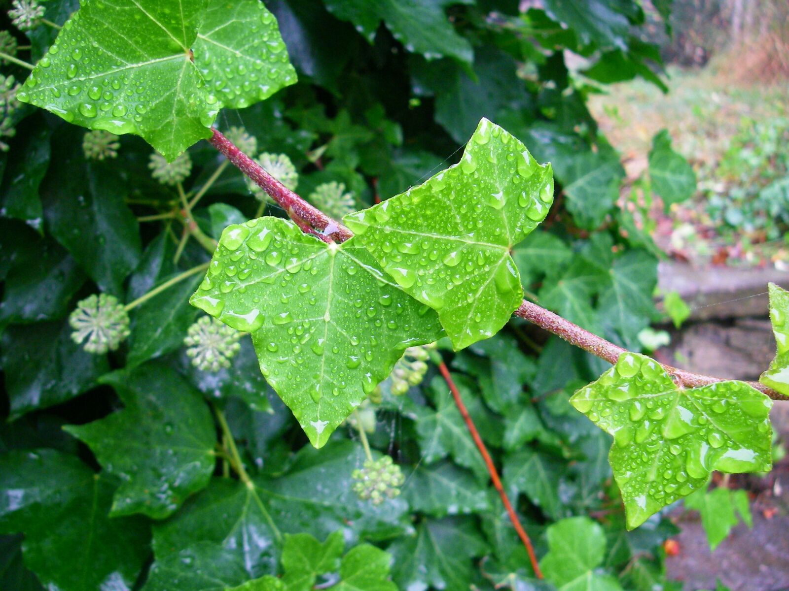 Pentax OPTIO W10 sample photo. Leaves, dew, green photography