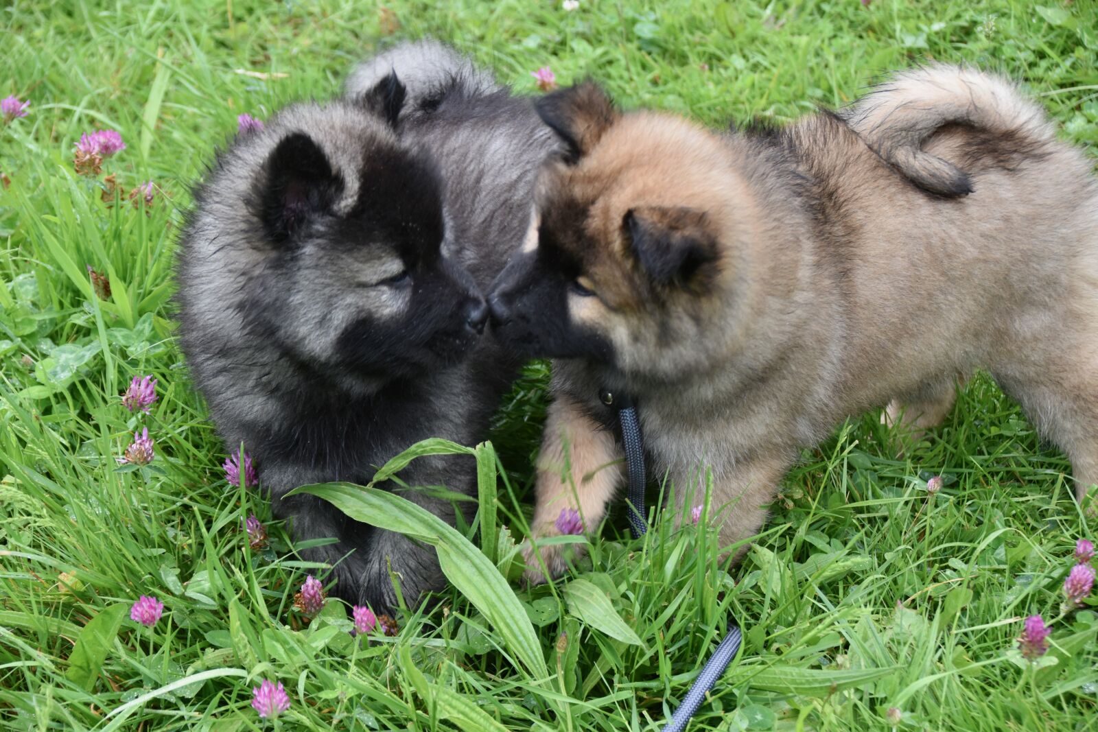 Nikon D5600 sample photo. Dogs, puppies that play photography