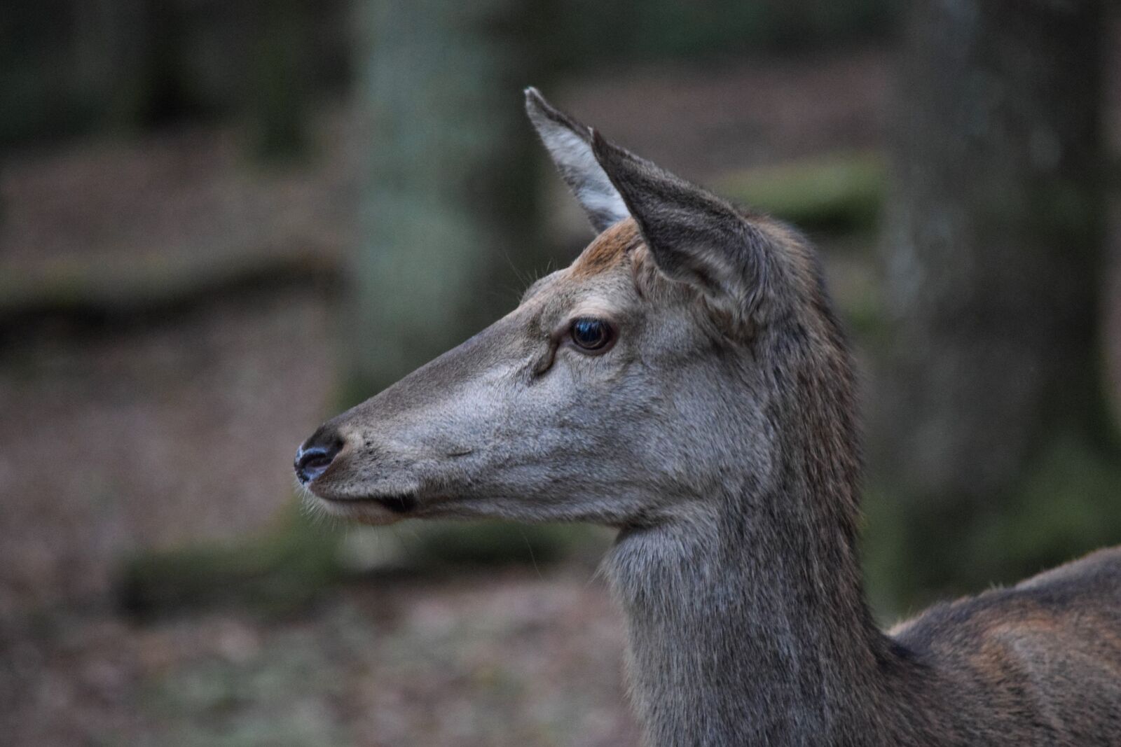 Nikon D5300 sample photo. Ree, animal, forest photography