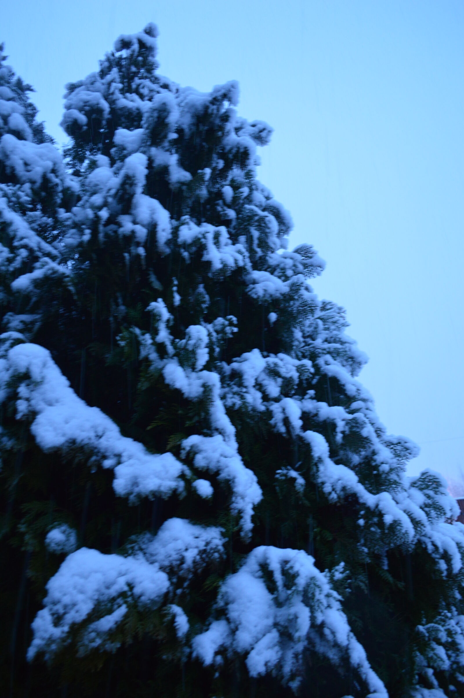 Nikon D3200 sample photo. Snow, tree, winter photography