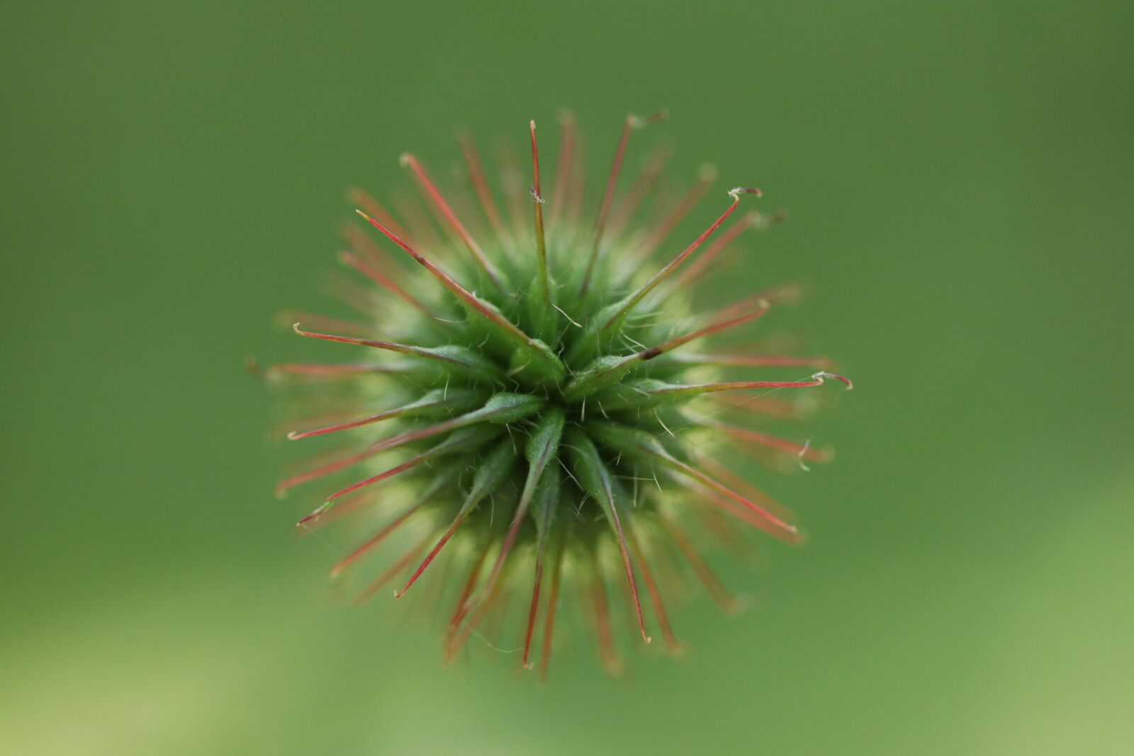 Canon EF-S 60mm F2.8 Macro USM sample photo. Flower, abstract, ornament photography