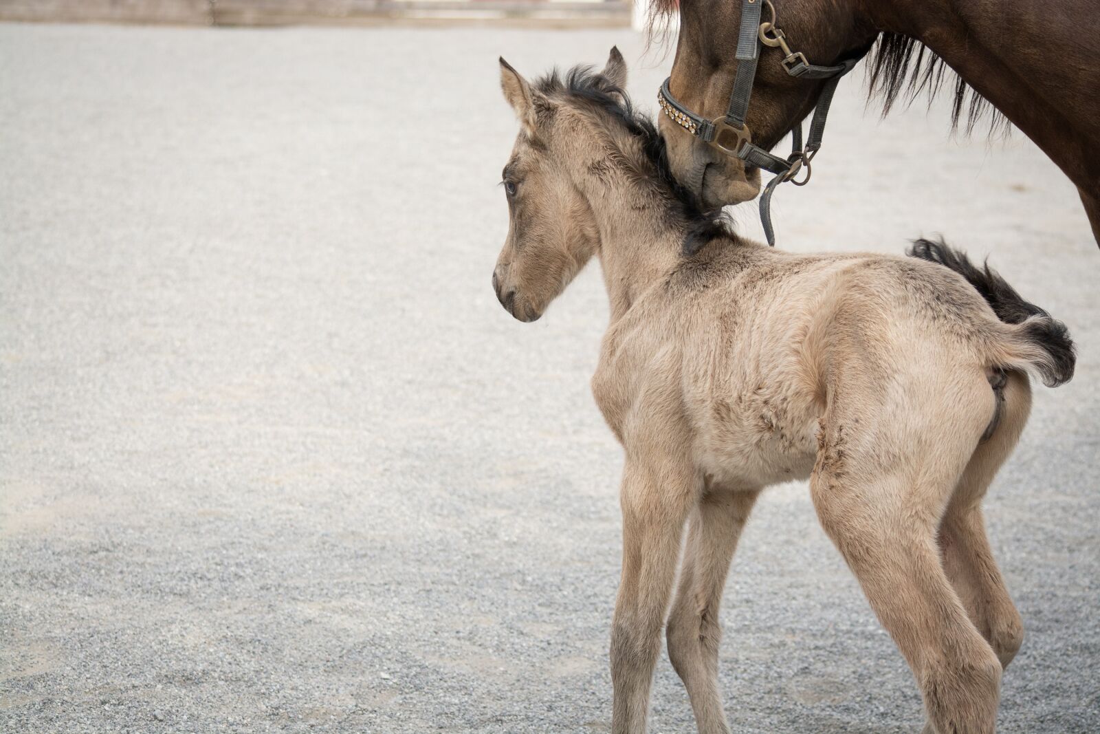 Nikon D7100 sample photo. Foal, horse, pony photography