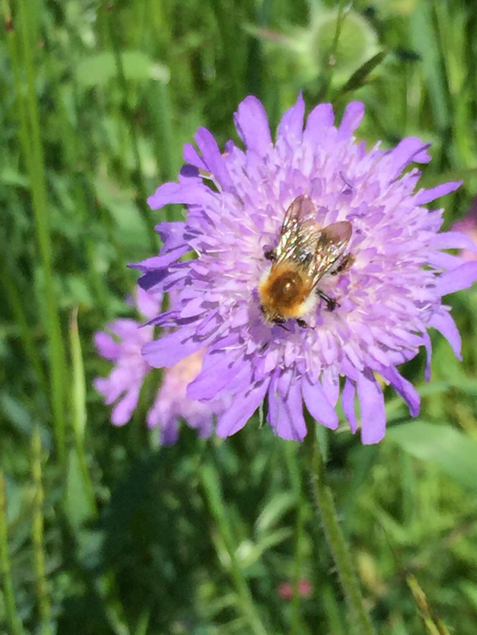 Apple iPhone 6 sample photo. Sunshine, flower, nature photography