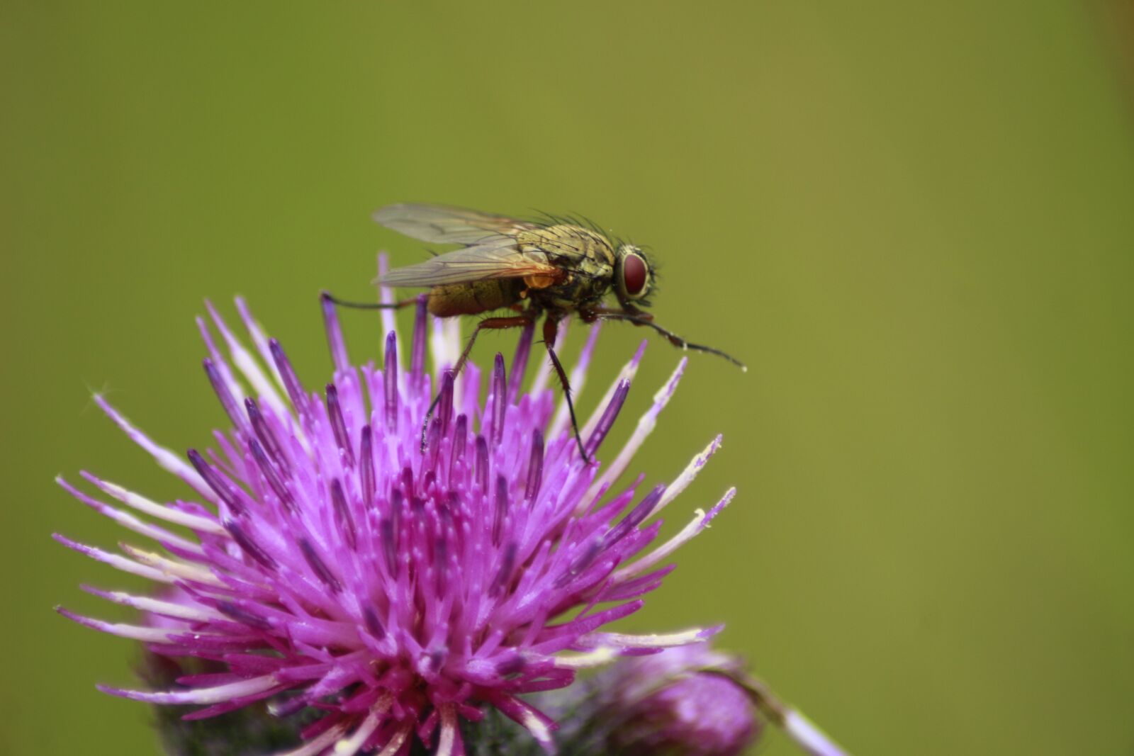 Canon EOS 100D (EOS Rebel SL1 / EOS Kiss X7) sample photo. Fly, diestel, macro photography