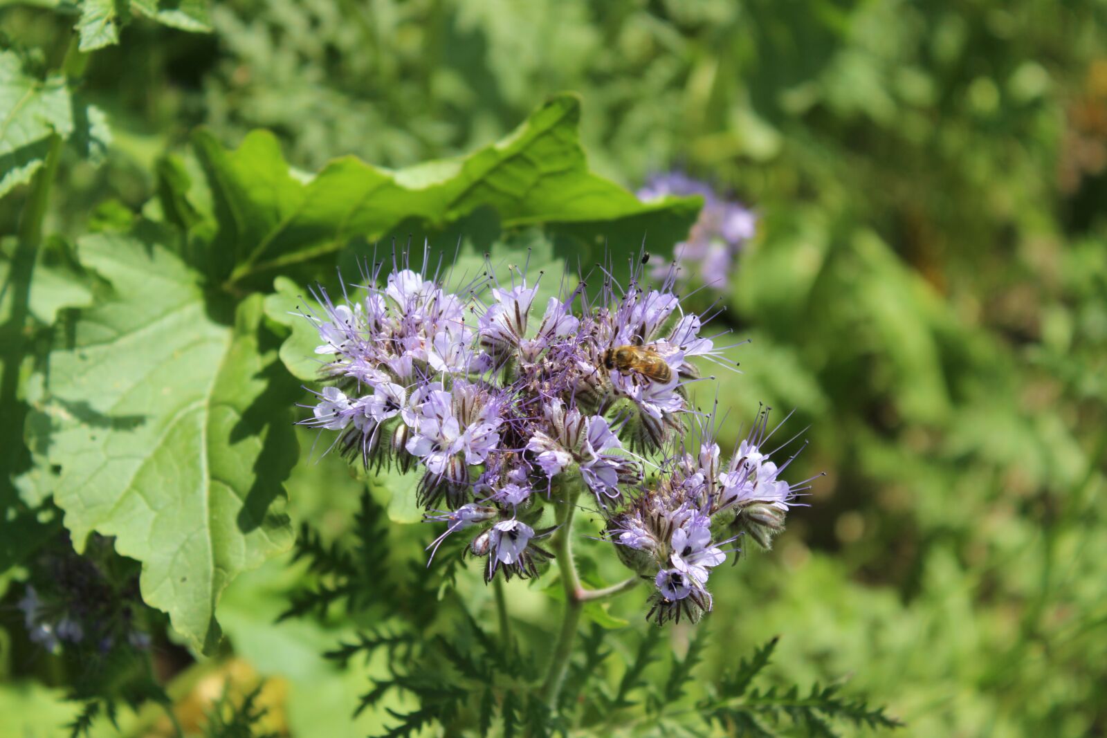 Canon EOS 600D (Rebel EOS T3i / EOS Kiss X5) sample photo. Plant, garden, hummel photography