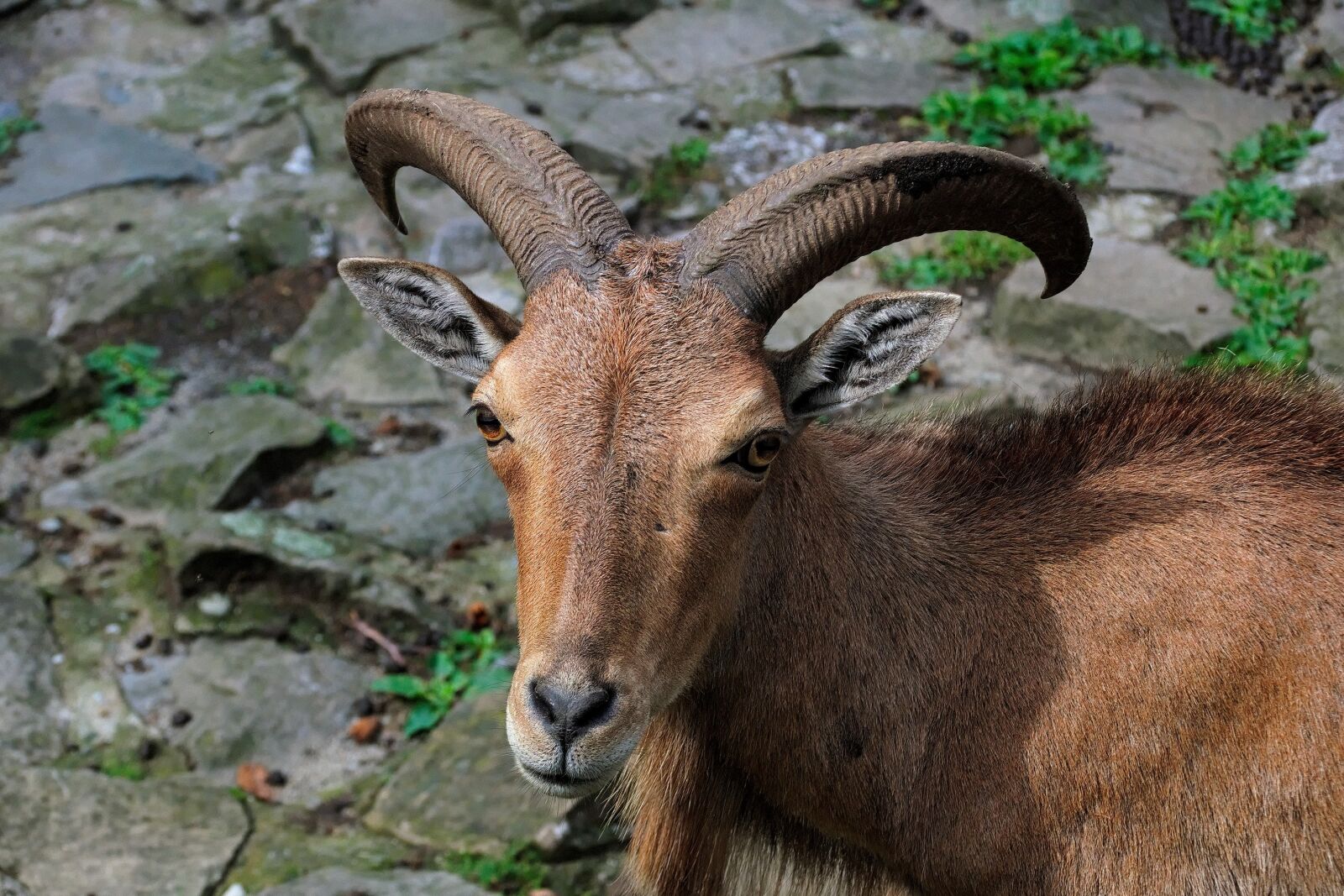 Nikon D3300 sample photo. Animal, horns, nature photography