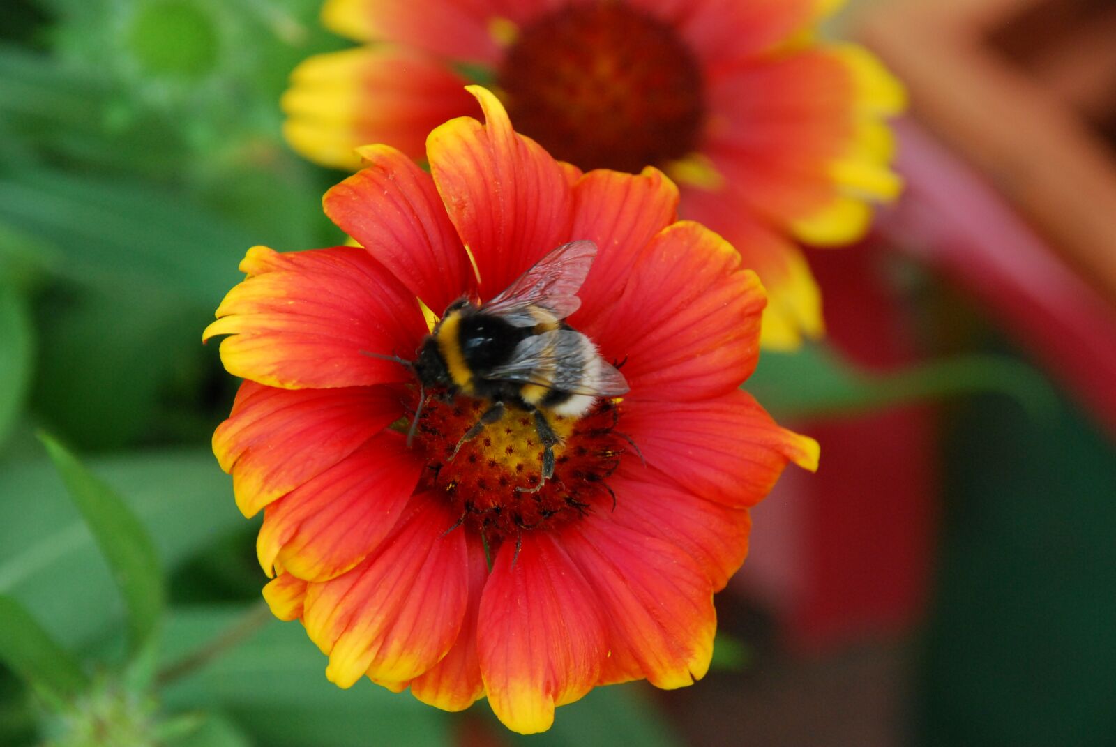 Nikon D80 sample photo. Hummel, insect, blossom photography
