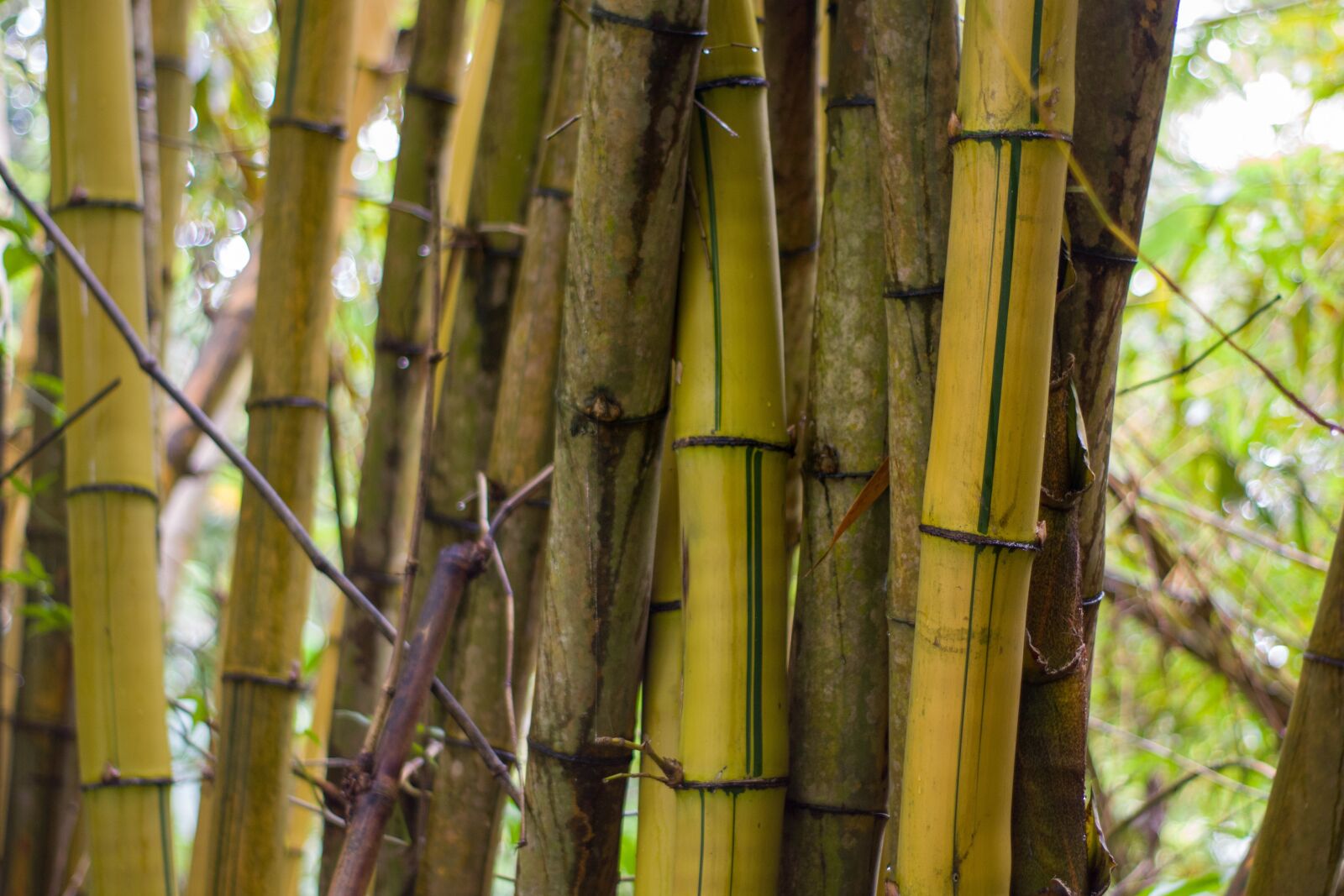 Nikon D3500 sample photo. Bamboo, green, natural photography