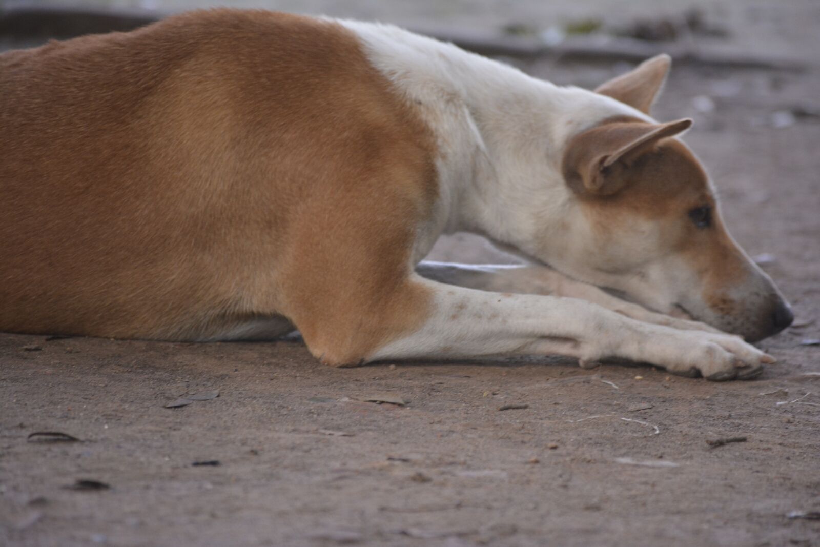 Nikon D5200 sample photo. Dog, lonely dog, alone photography