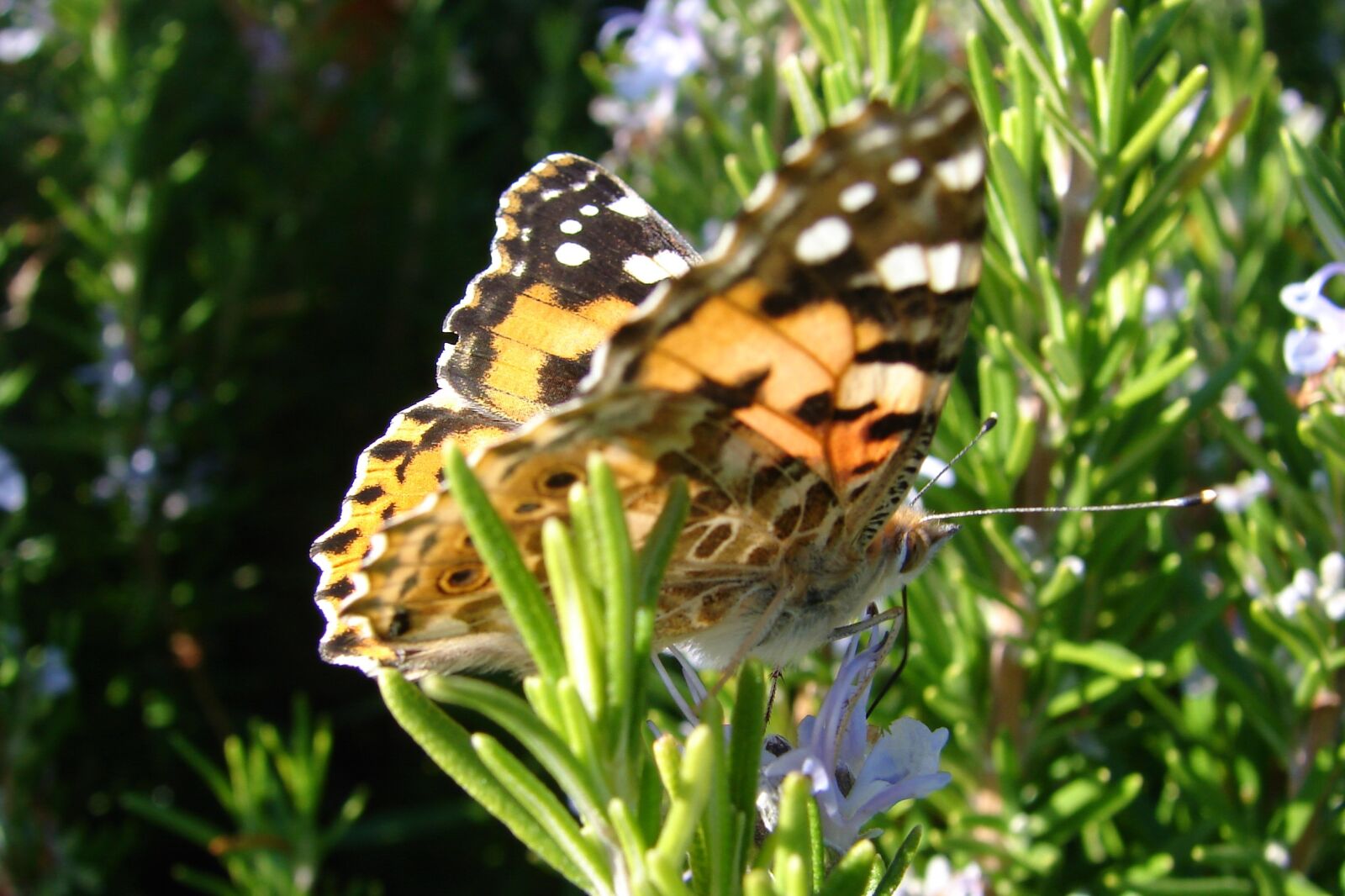 Sony DSC-H1 sample photo. Butterfly, living nature, closeup photography