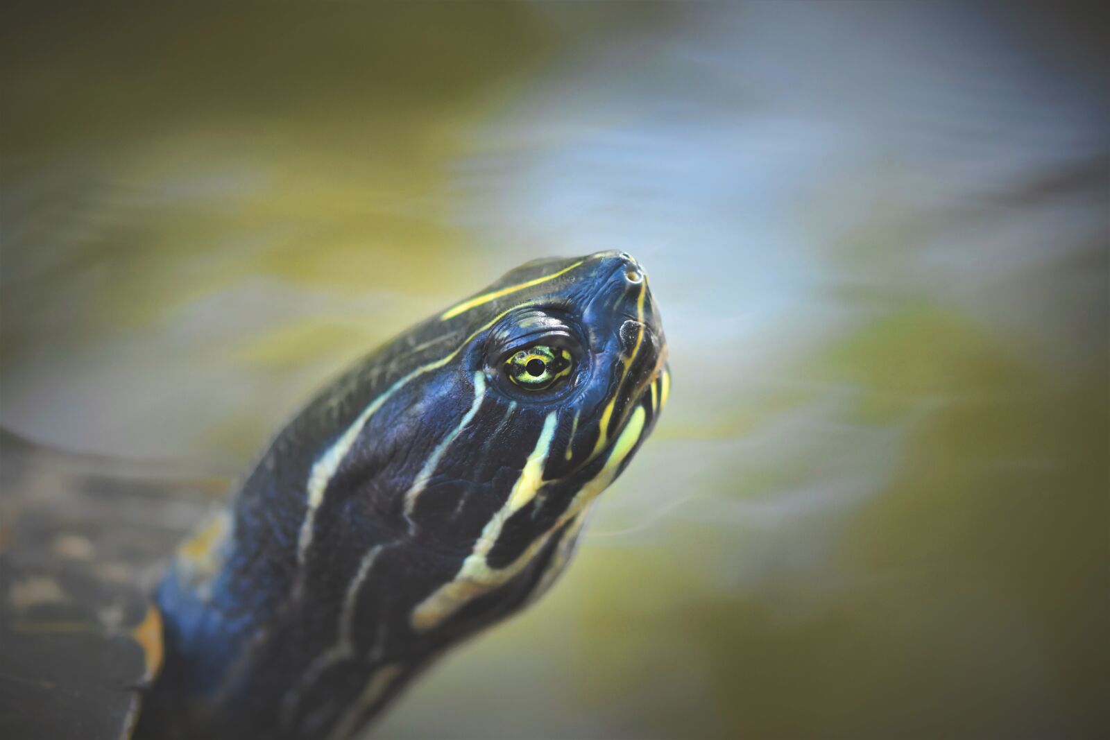 Nikon D7200 sample photo. Turtle, water turtle, reptile photography