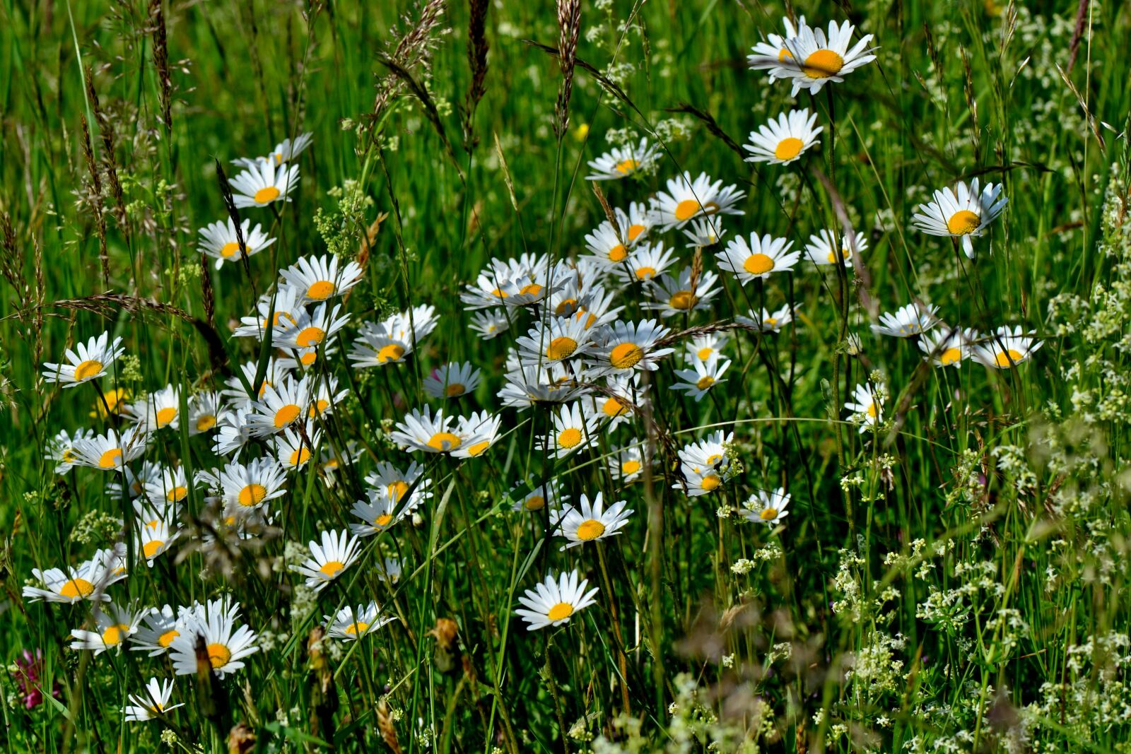 Nikon D3100 sample photo. Daisies, meadow, flowers photography