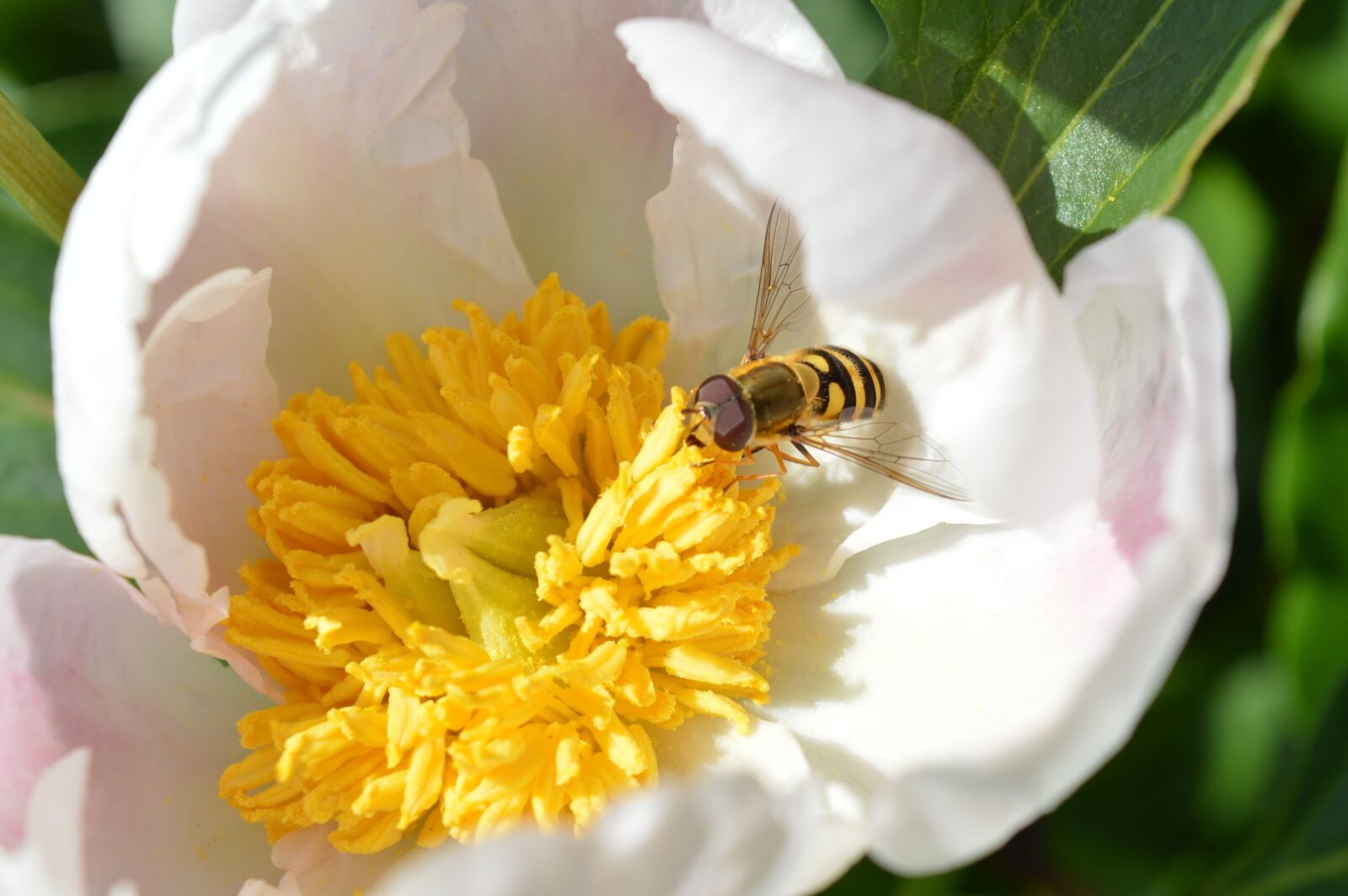 Nikon D3200 sample photo. Peony, white, wasp photography