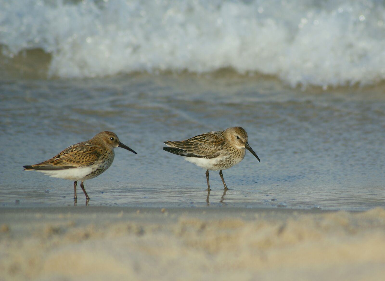Sony Alpha DSLR-A300 sample photo. Sandpiper, ac, waders photography