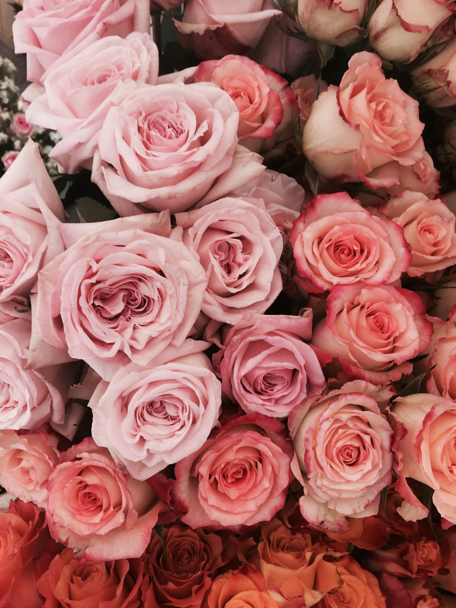 Apple iPhone 6s sample photo. Roses, flowers, wedding photography
