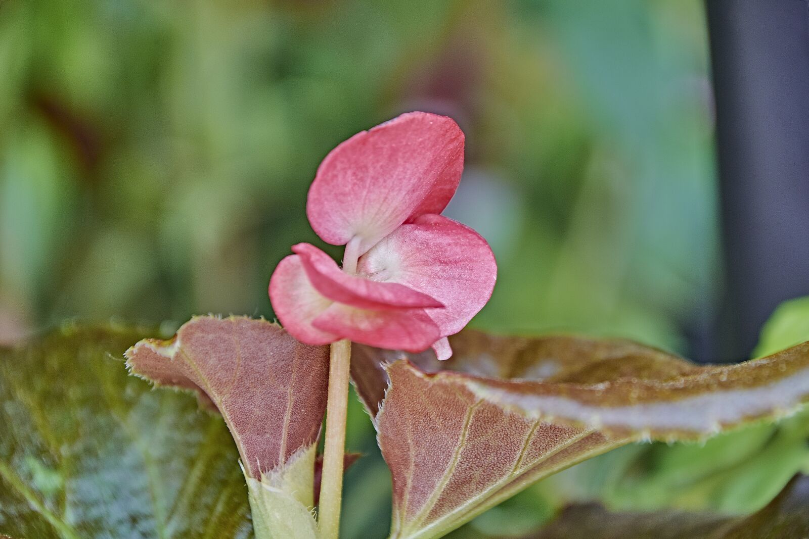 Nikon D7200 sample photo. Flower, garden, plant photography