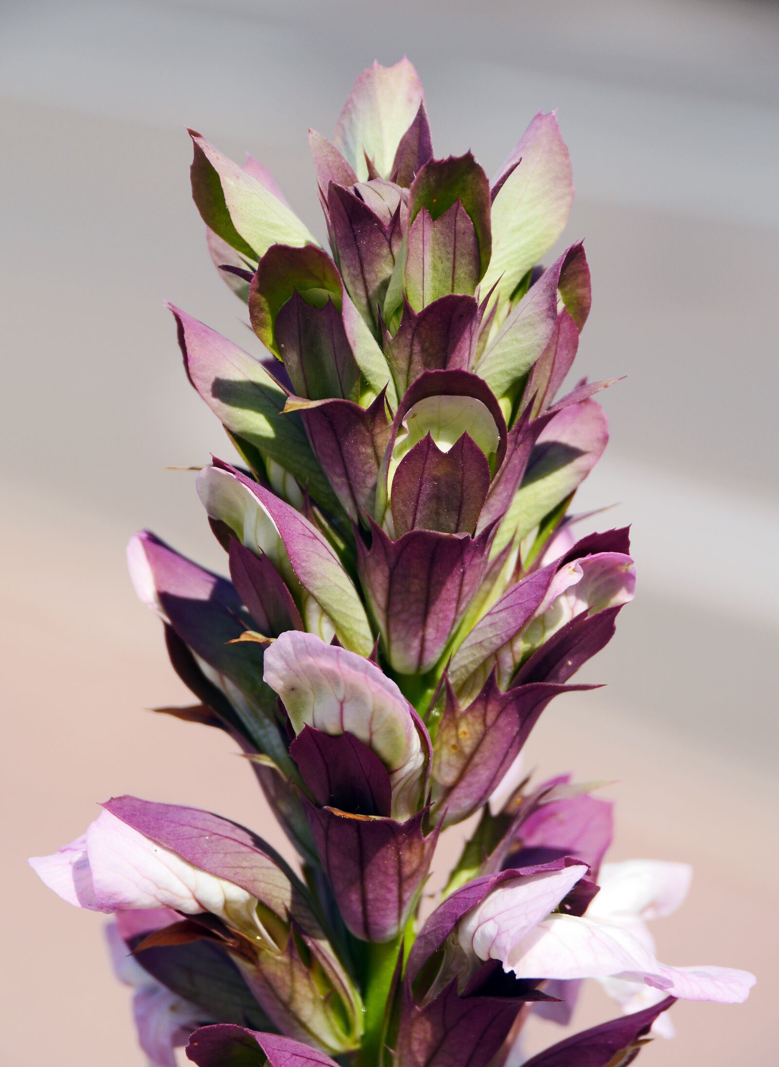 Panasonic Lumix DMC-GH3 sample photo. Mediterranean coast, shrub, blossom photography