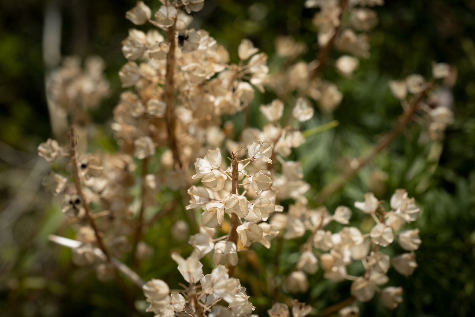 Nikon D750 sample photo. Garden, nature, seeds photography