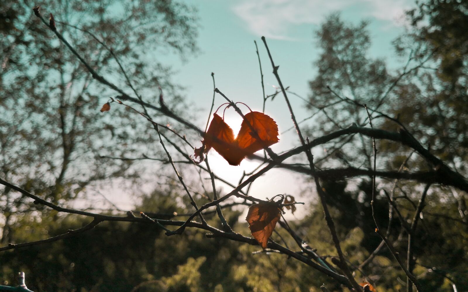 HUAWEI Mate 10 Pro sample photo. Nature, leaf, green photography