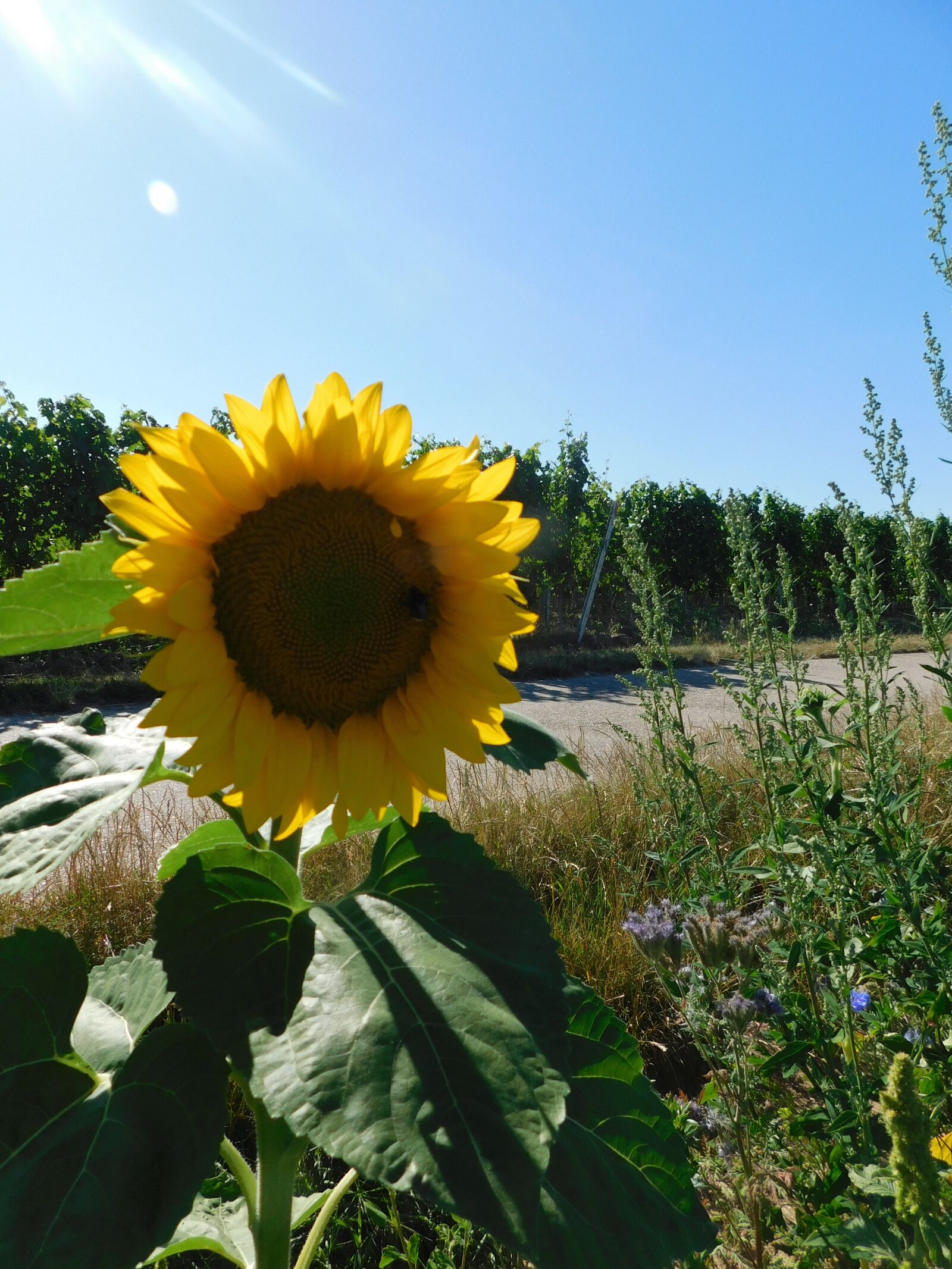 Nikon Coolpix B500 sample photo. Sunflower, blue sky, summer photography