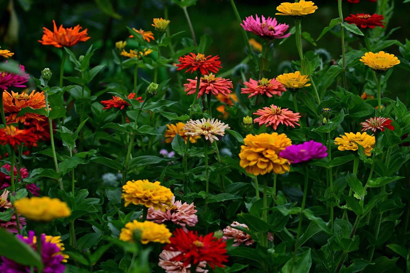 Nikon D5200 sample photo. Zinnias, garden, flower garden photography