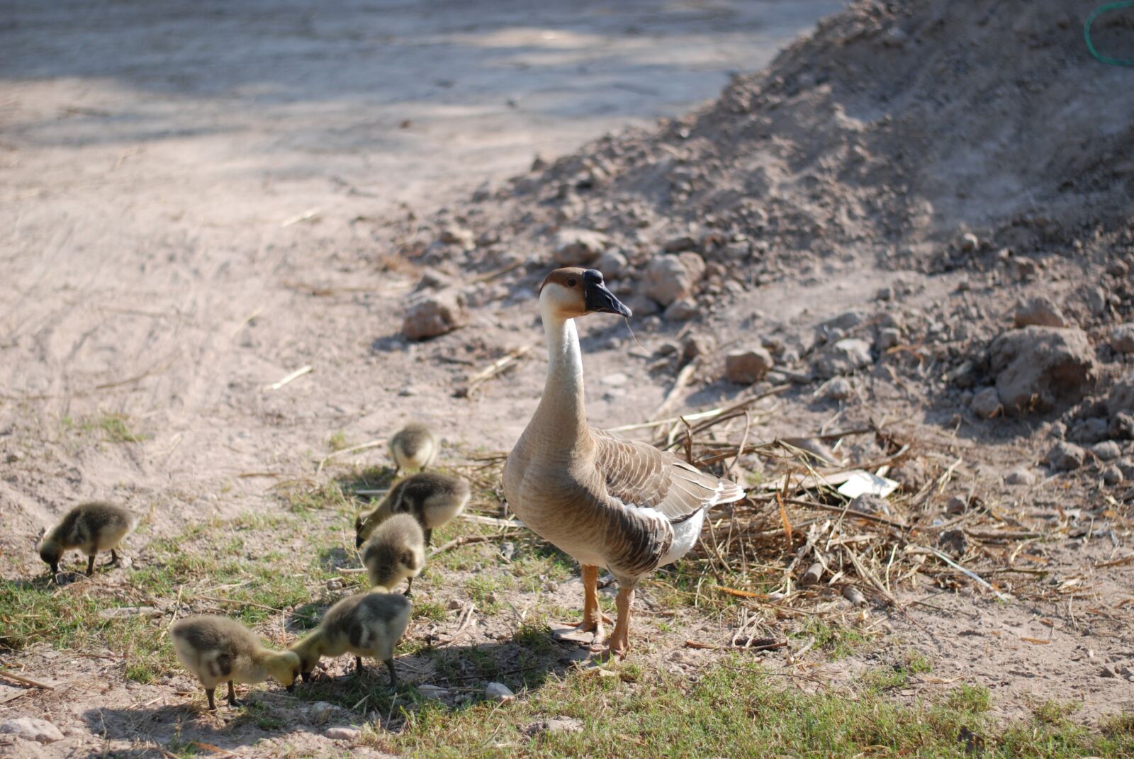 Nikon D80 sample photo. Goose, chicken, chicks photography
