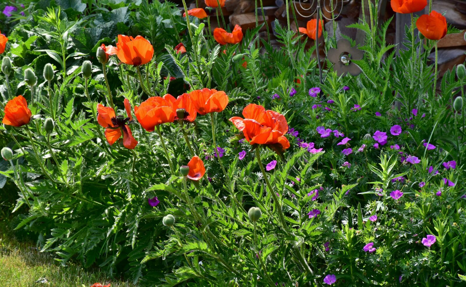 Nikon D7200 sample photo. Poppy, flowers, nature photography